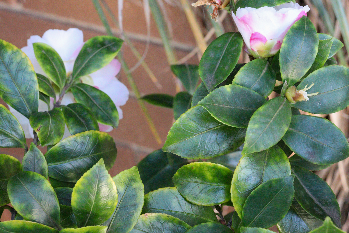 瑞香叶子发黄怎么办400字描述