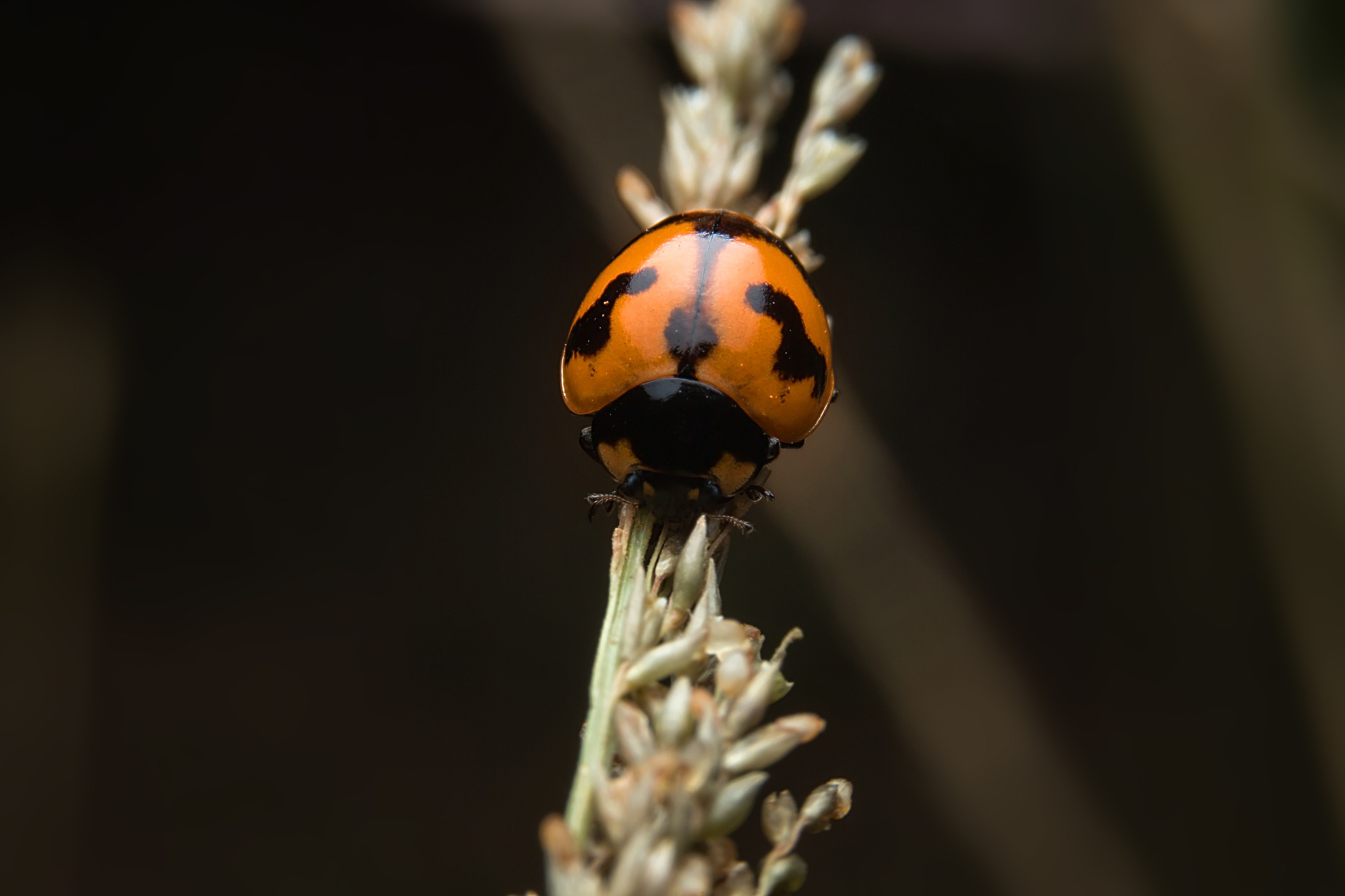 ladybug