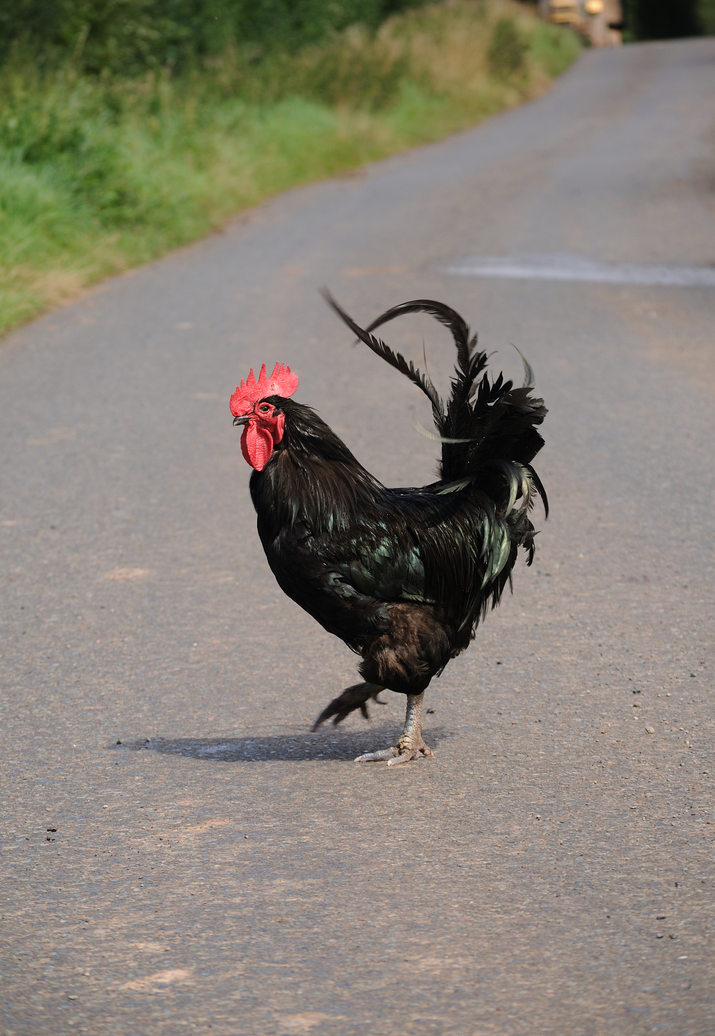chicken crossing the road