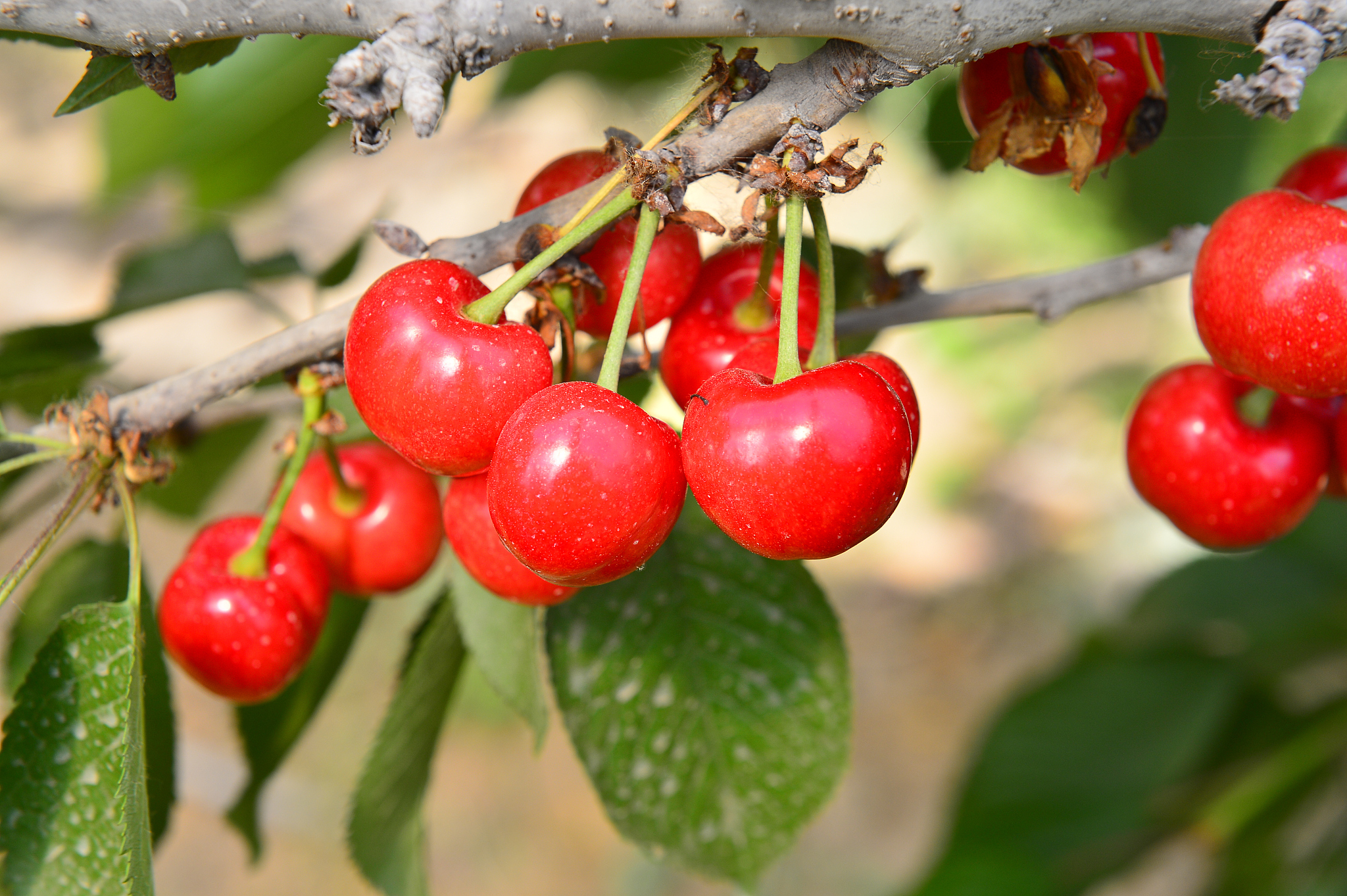 the ripe cherries are on the tree