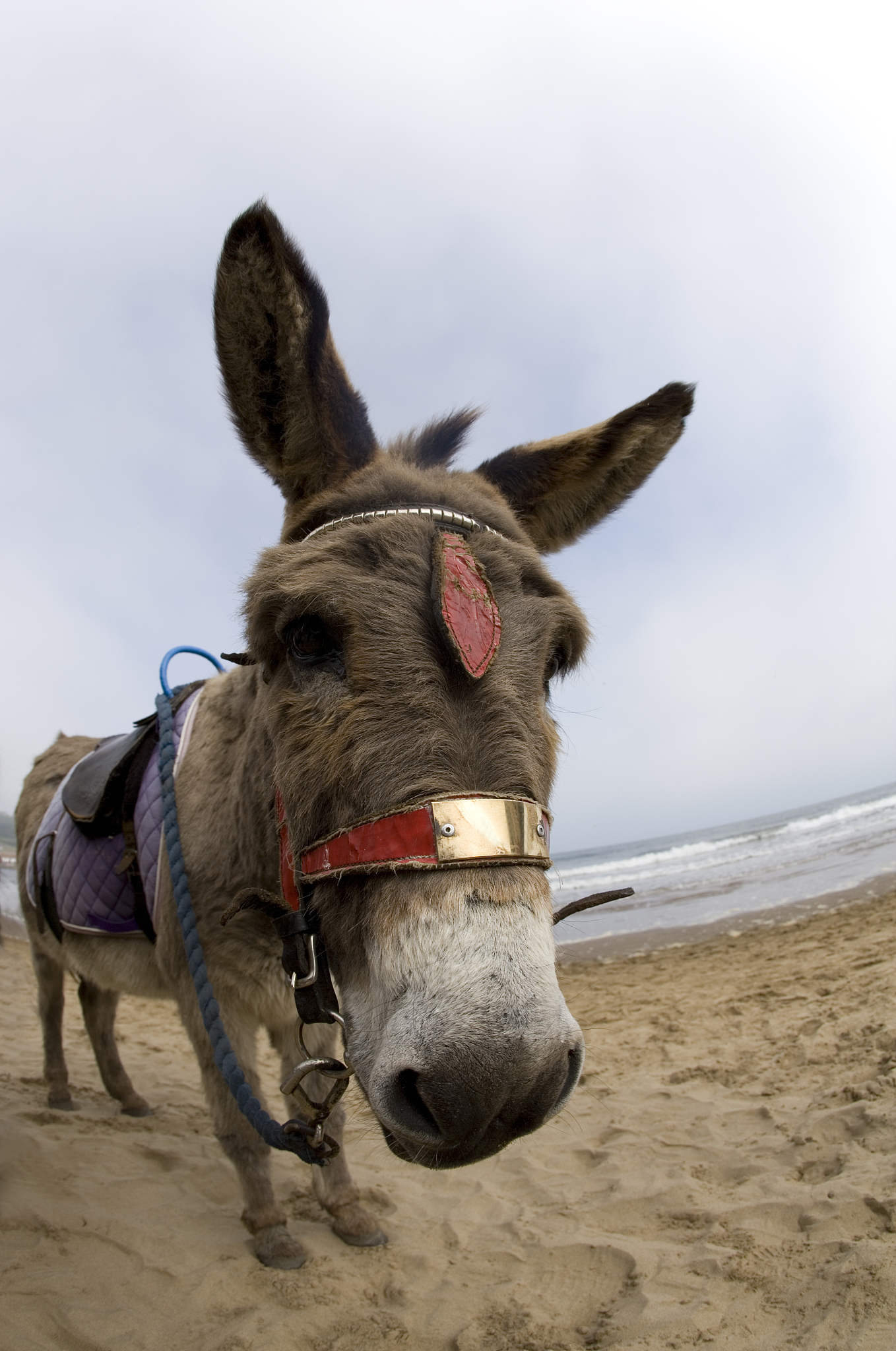 donkey at the beach