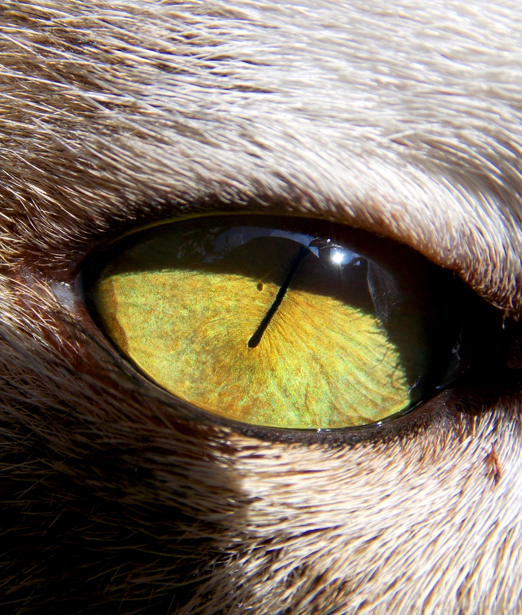 eye