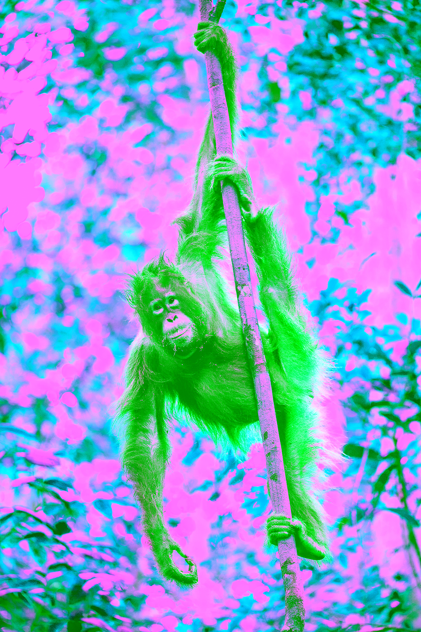 bornean orangutan on the tree.
