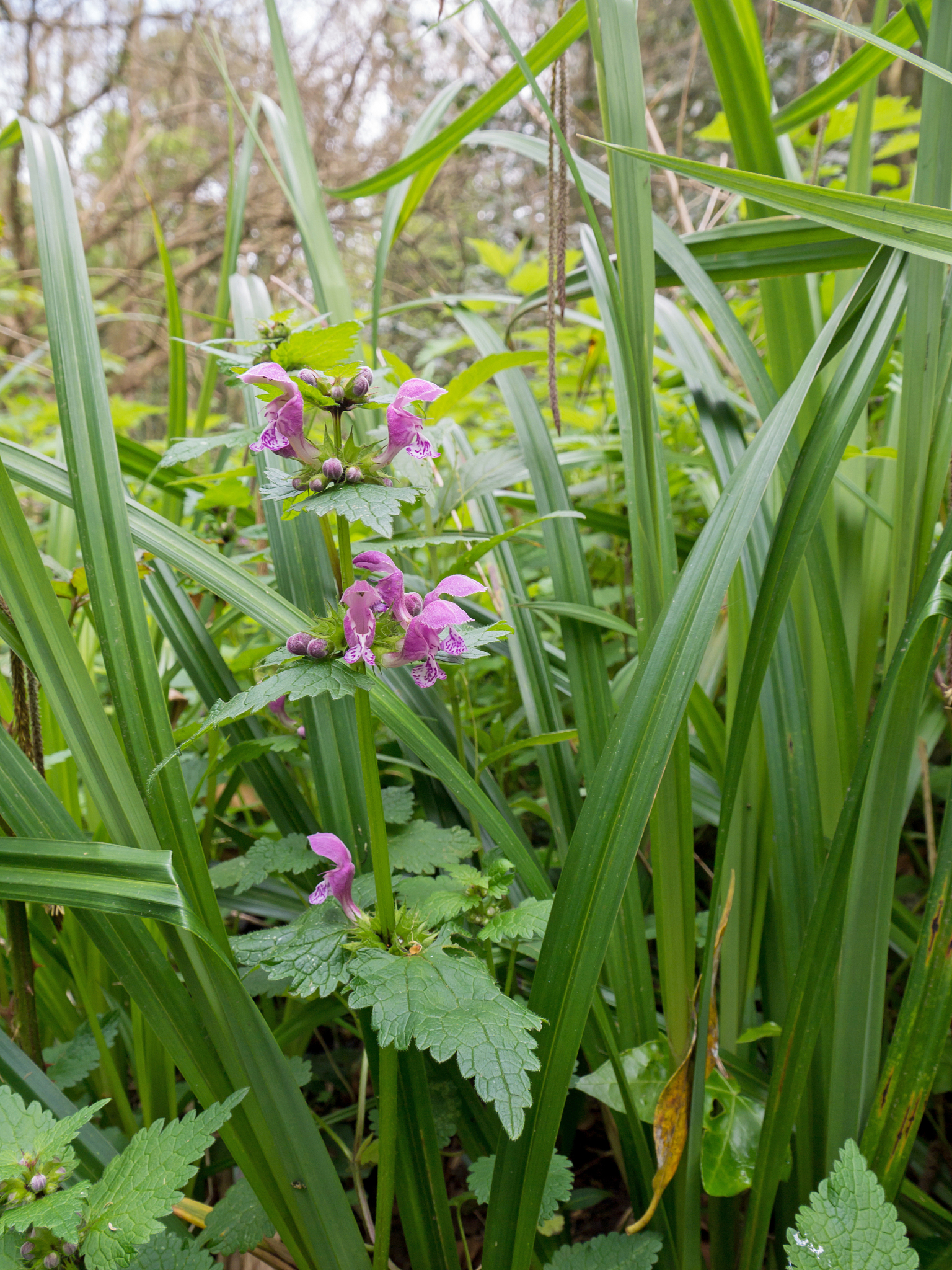 lamium maculatum flowering plant in the spring forest