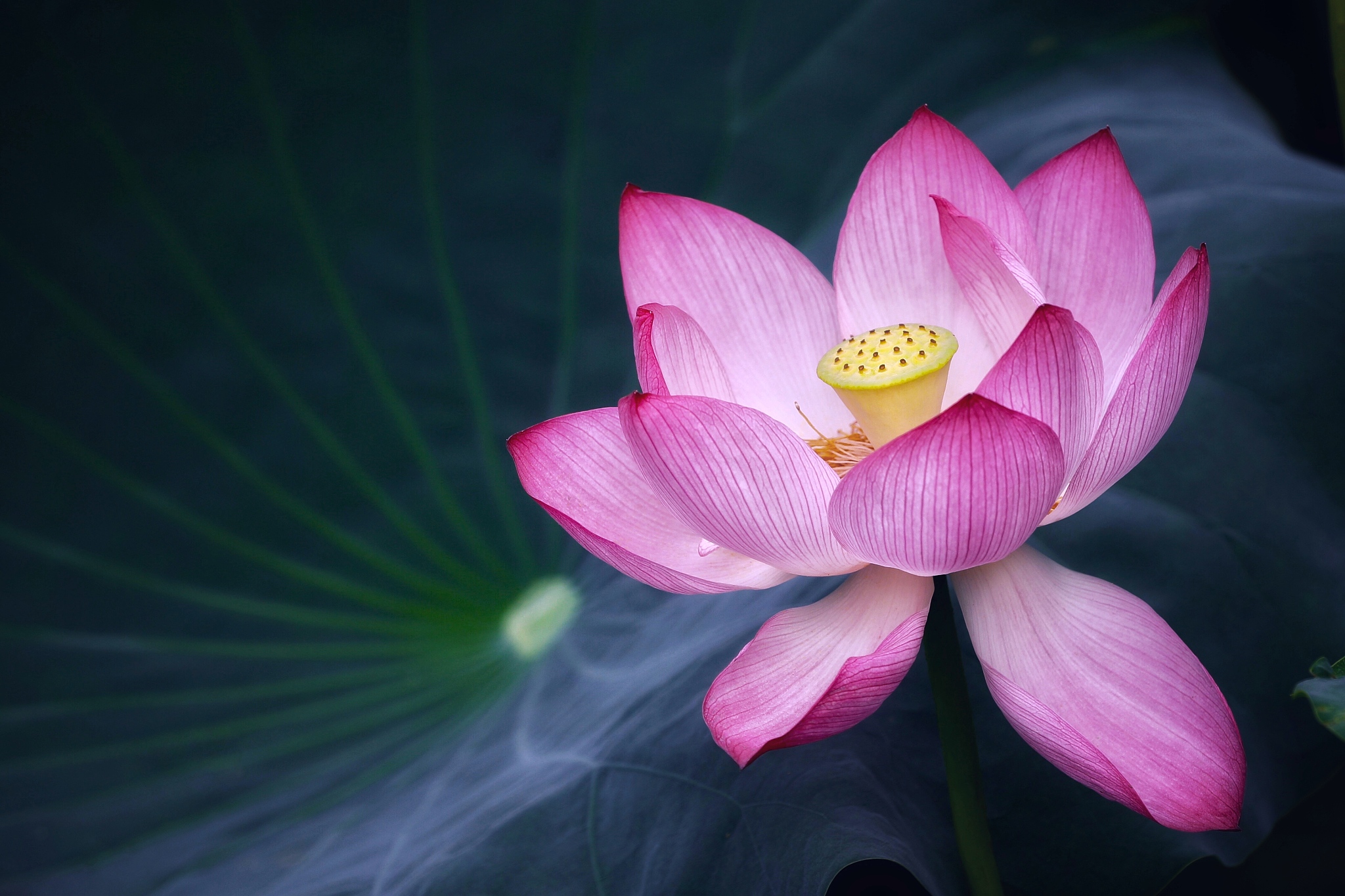 荷花舞者：银面具与雪之歌