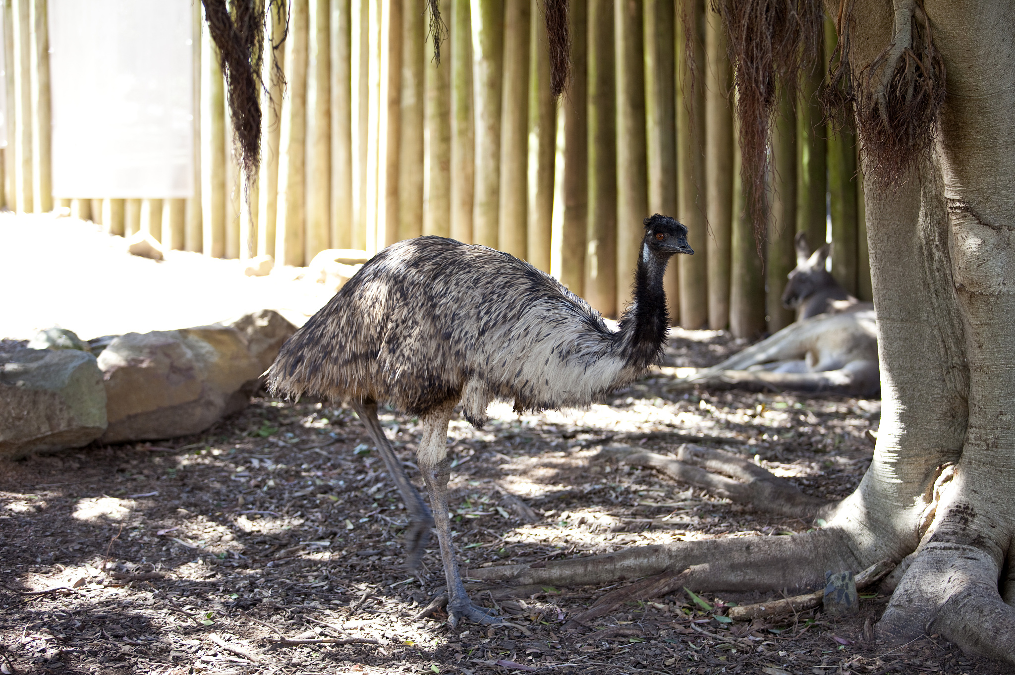 动物园里有哪些动物？种类繁多！