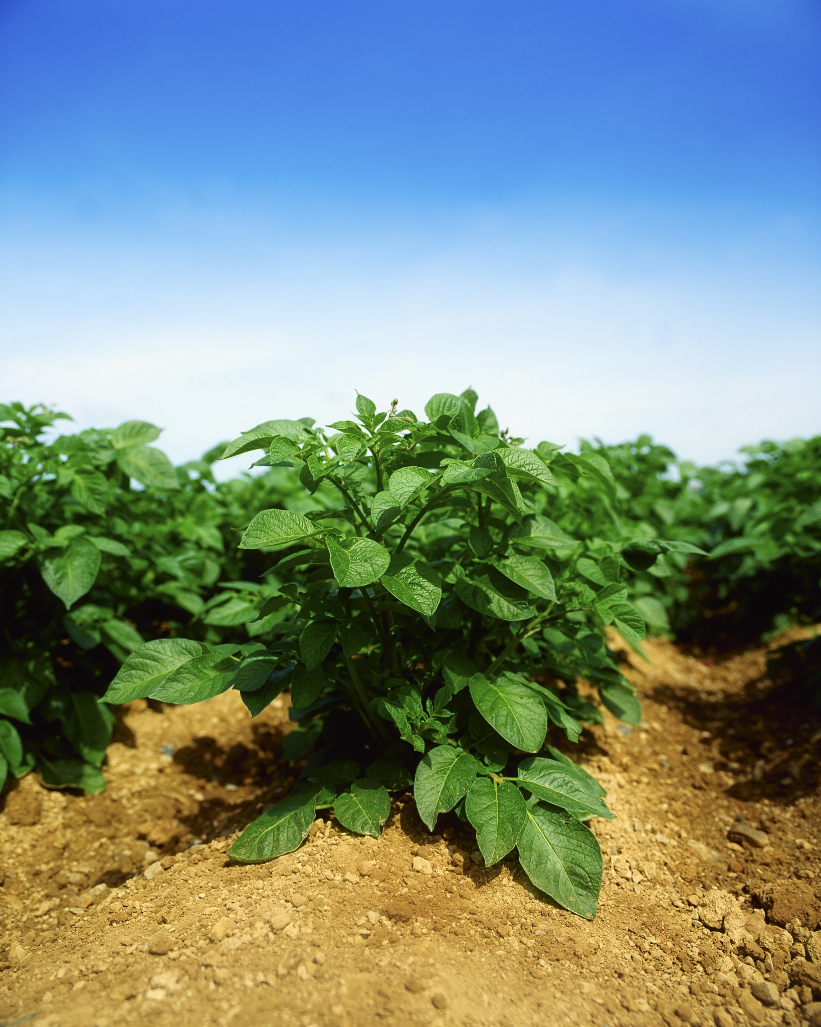 potatoes, rush, co dublin,
