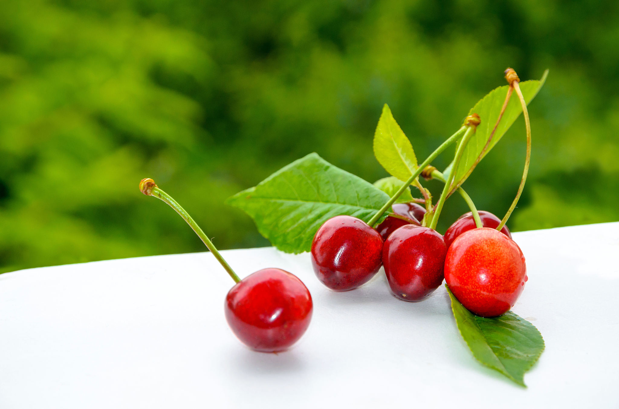 ripe red cherries on green trees background