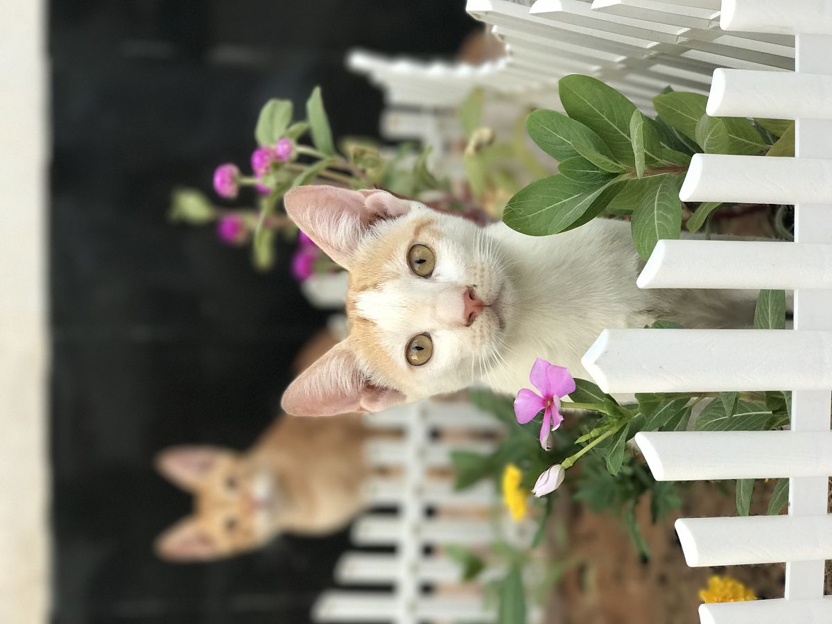 抖音上以猫为人公拍摄剧情10个