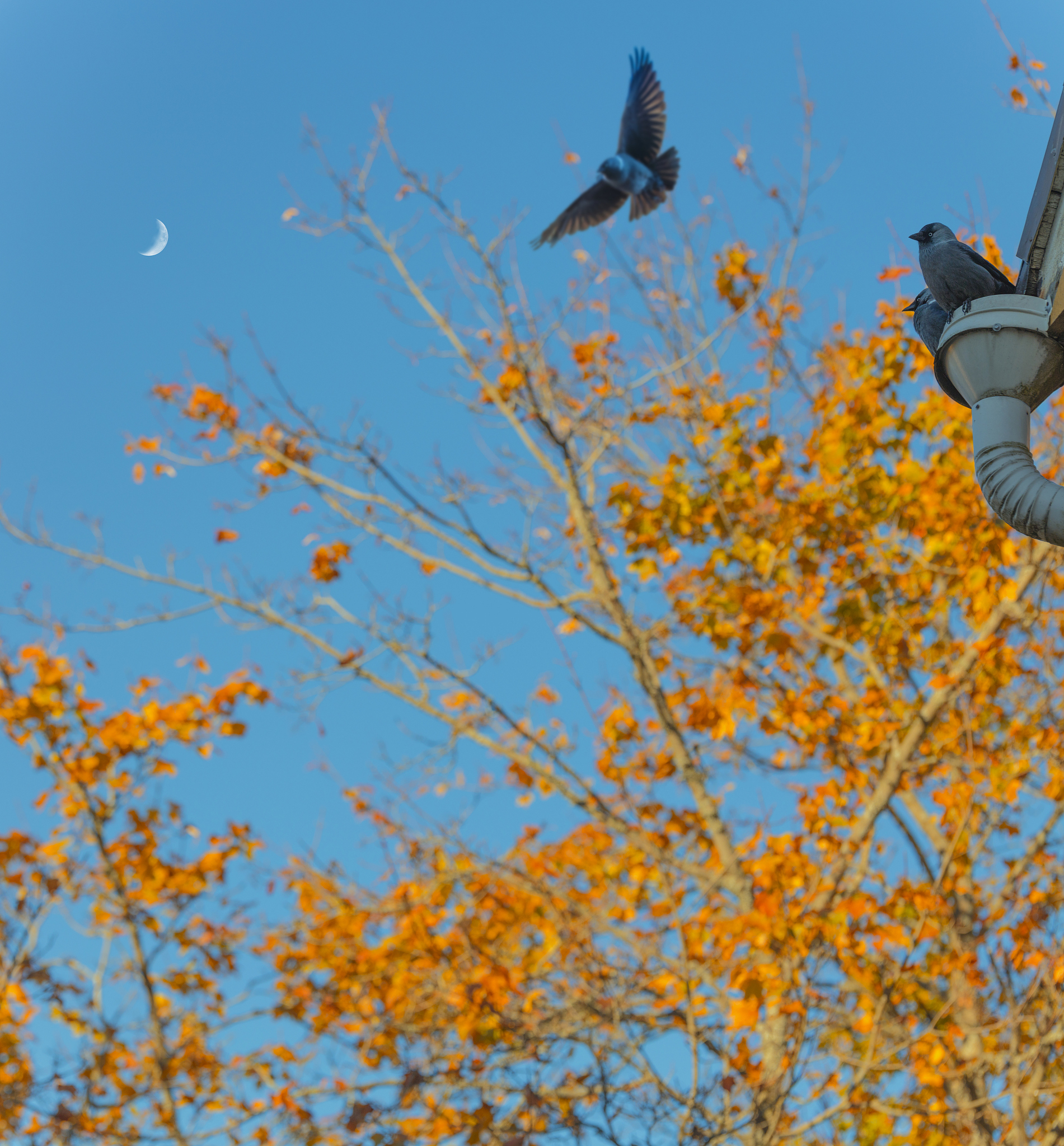 享受美好的一天：阳光、鸟鸣和感恩