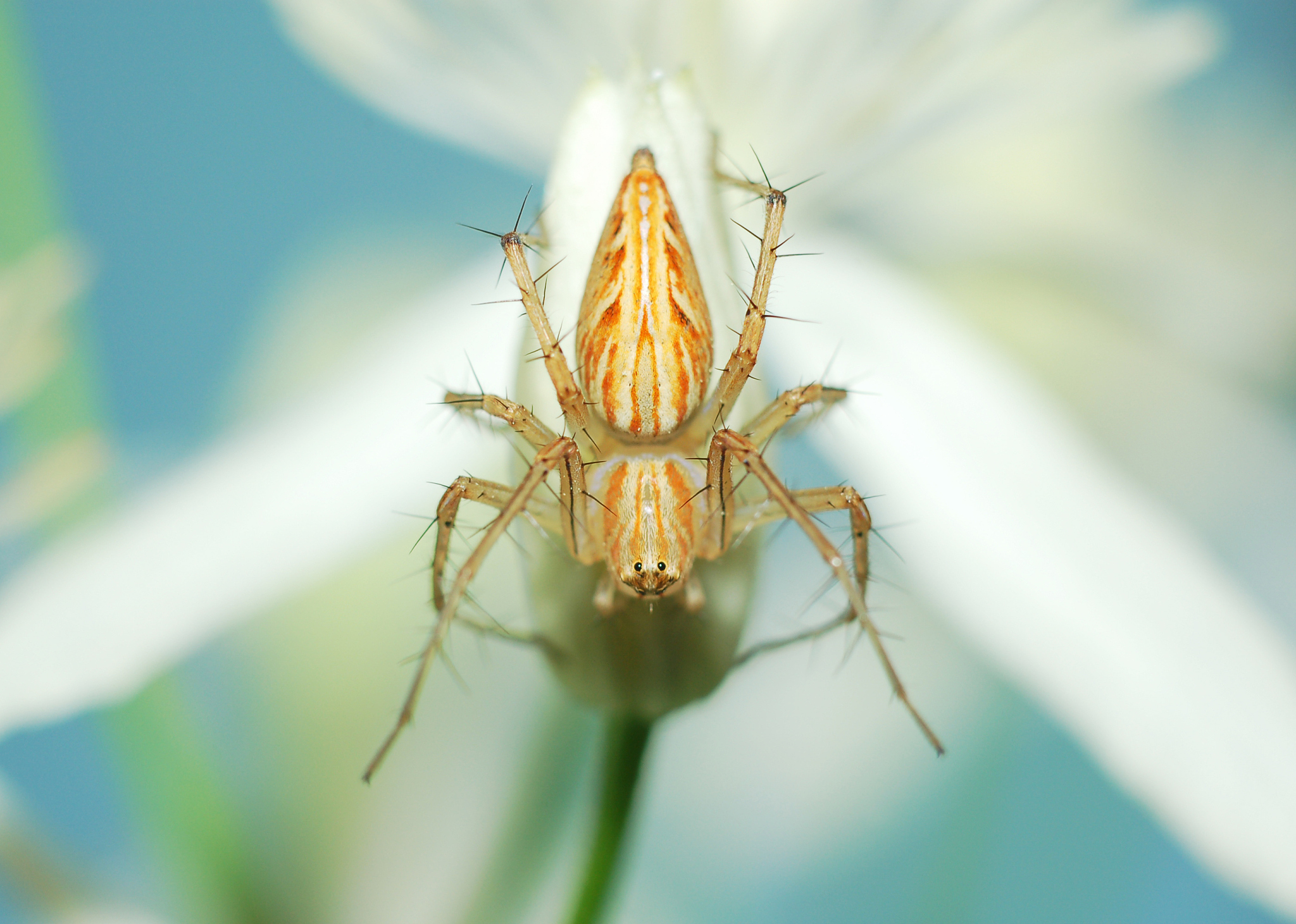 spider closeup