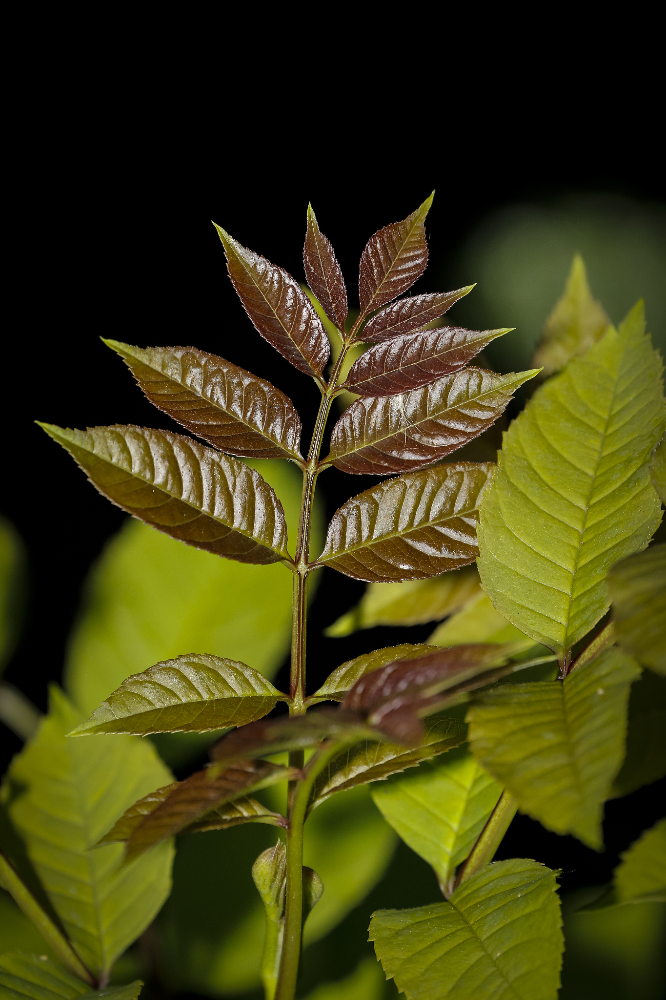 leaf abstract background