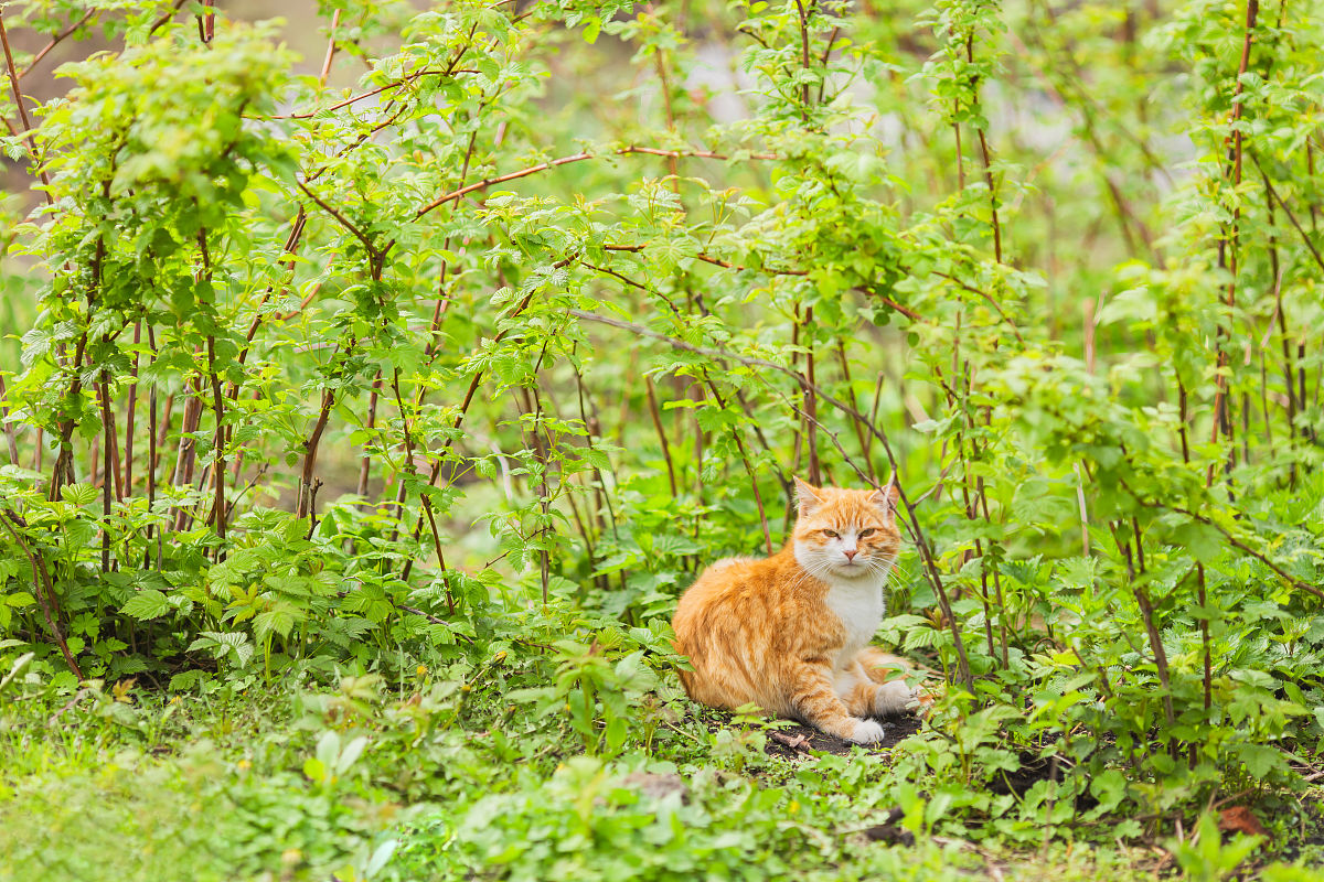 草地绿绿像什么？一年级300字作文