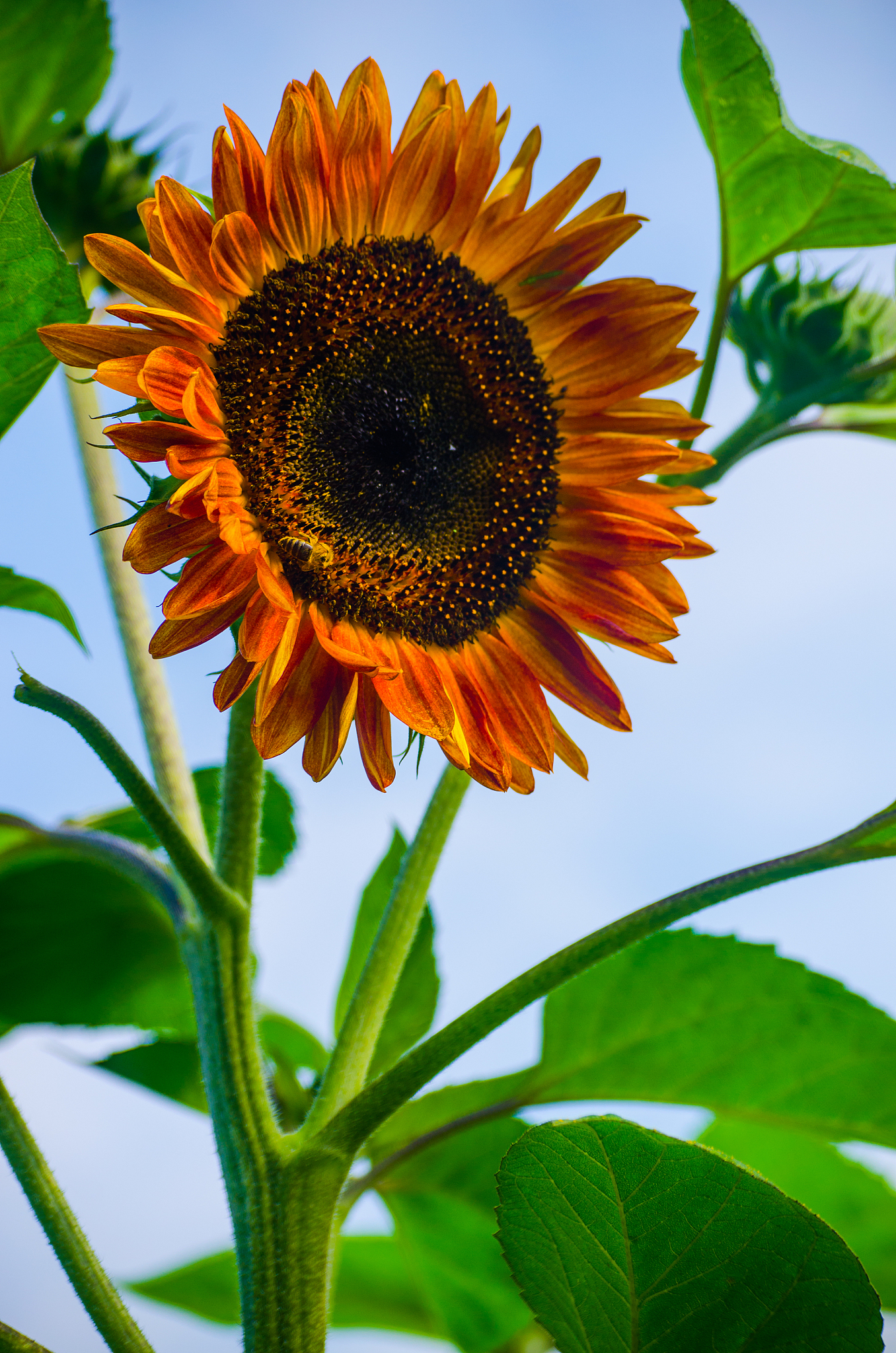 能300字的作文，三年级。题目是“向日葵”