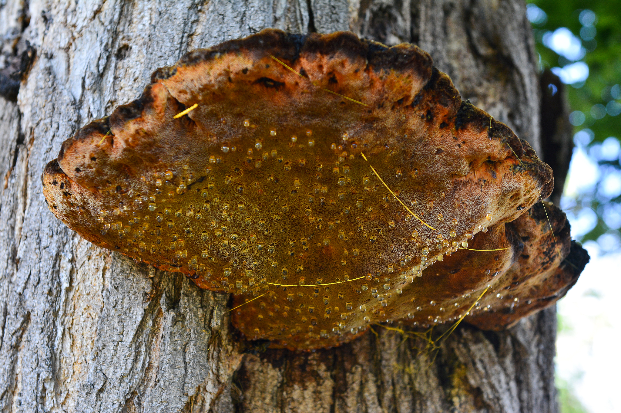 mushroom on a tree