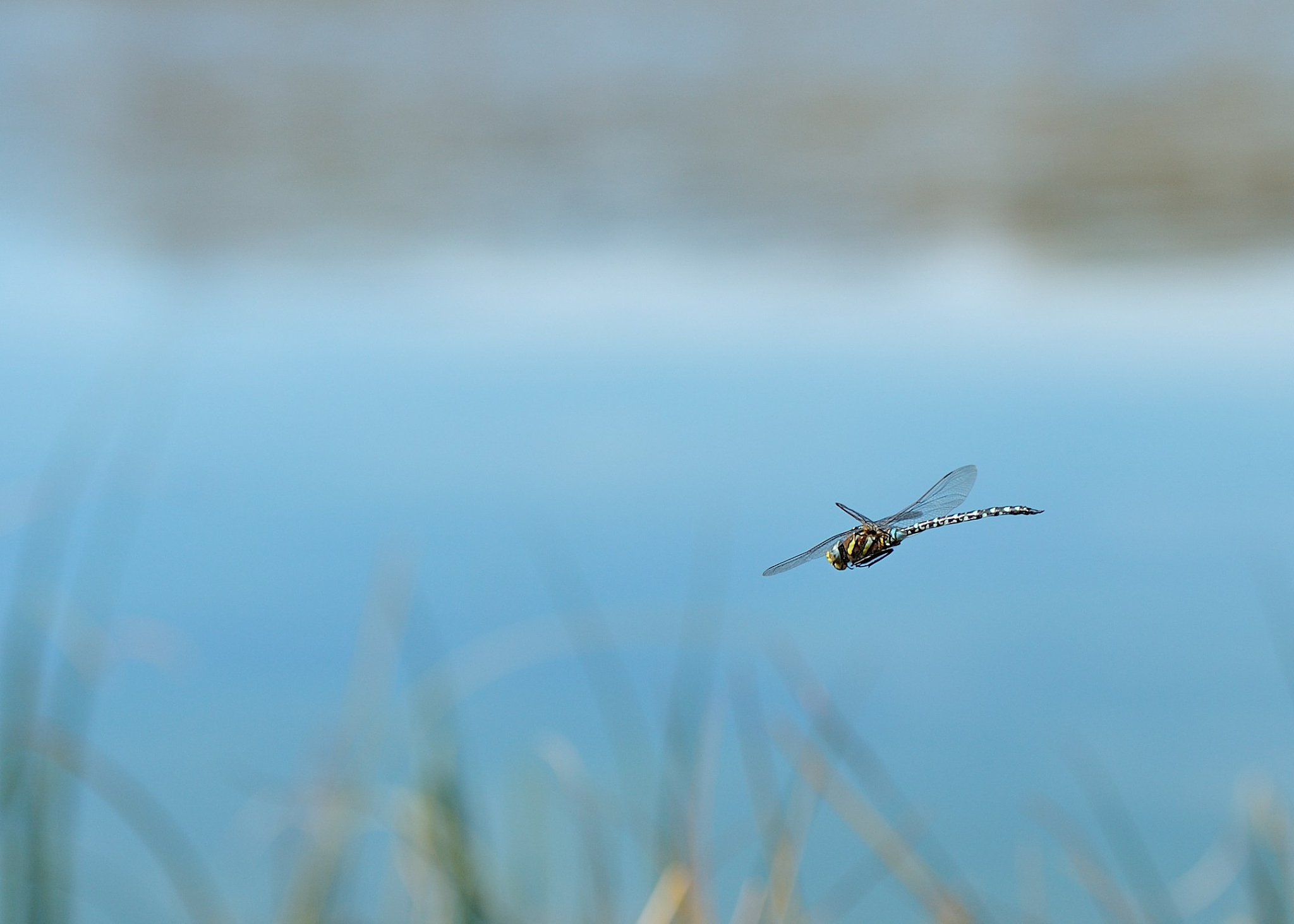 燕子捕食技巧：如何有效控制空中害虫