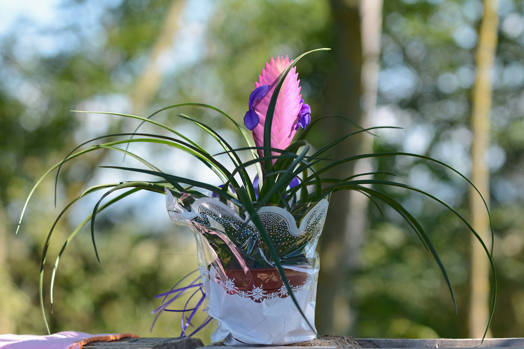 potted flower