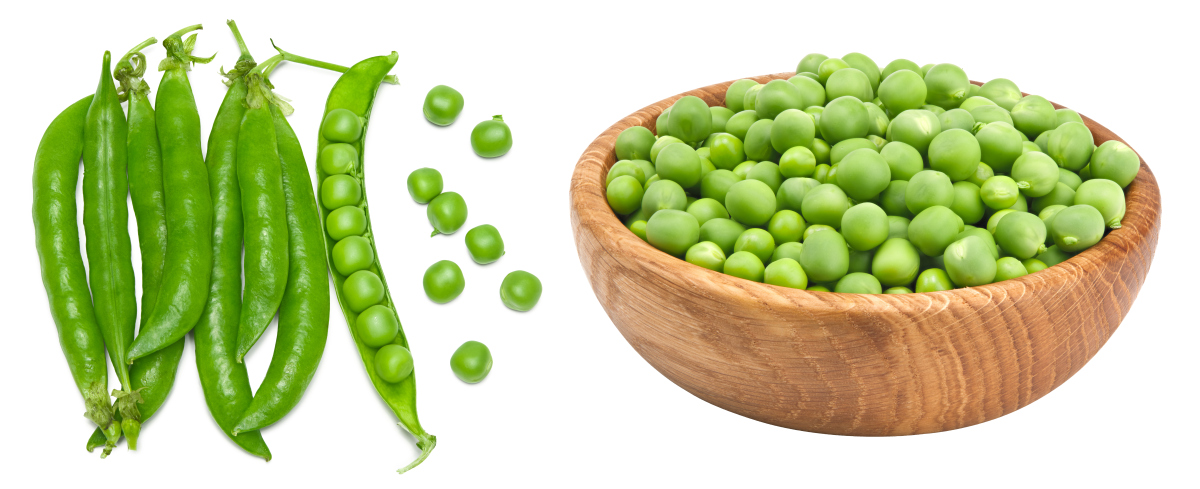 菜豆芸豆、绿豆、小豆红小豆、赤豆、蚕豆、豌豆、豇豆、小扁豆兵豆、黑豆收割播种方式大致一样吗