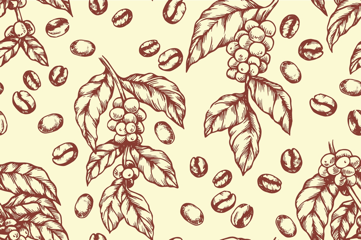 云南咖啡田插画