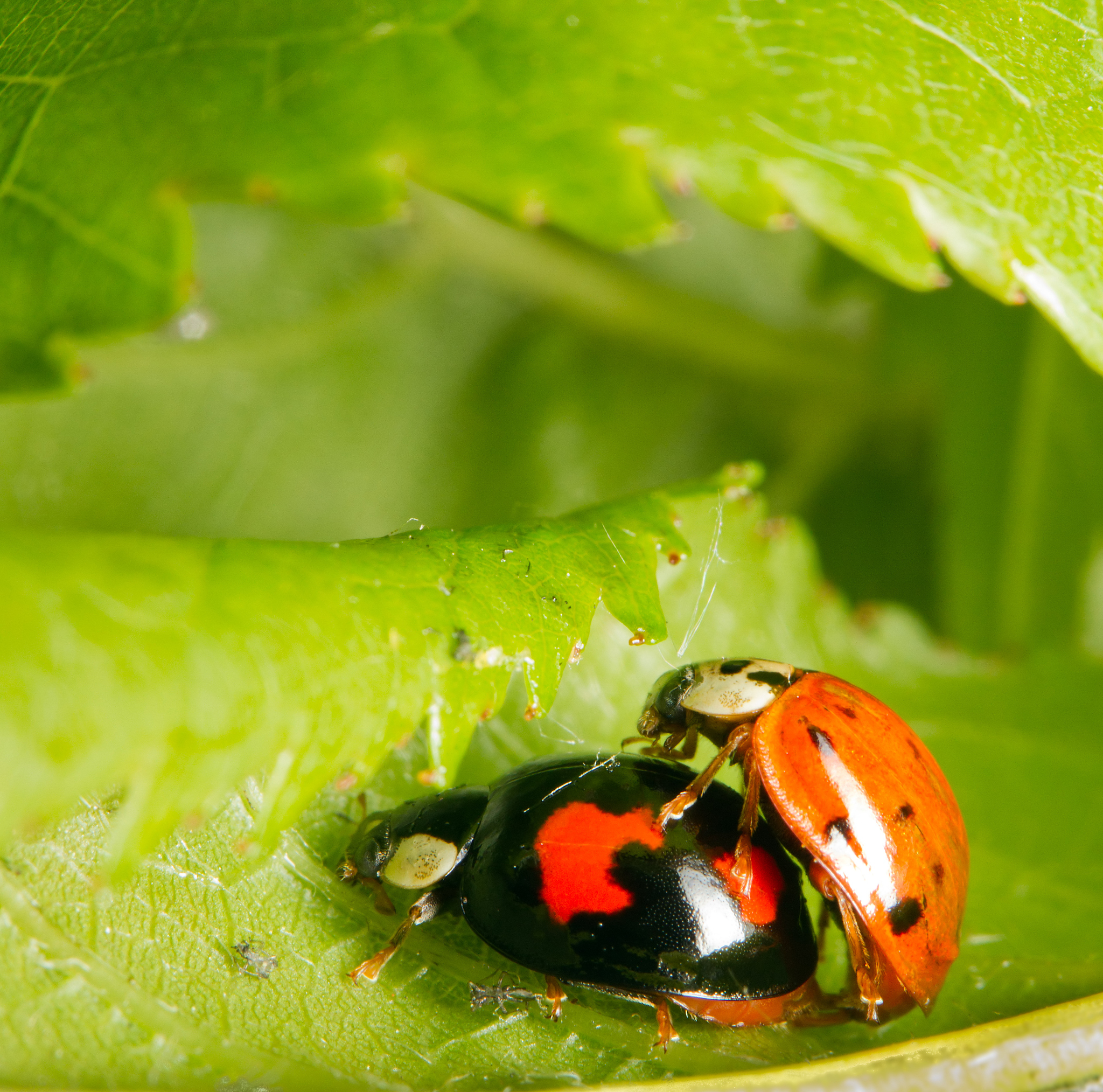 金龟子繁殖过程：从交配到产卵