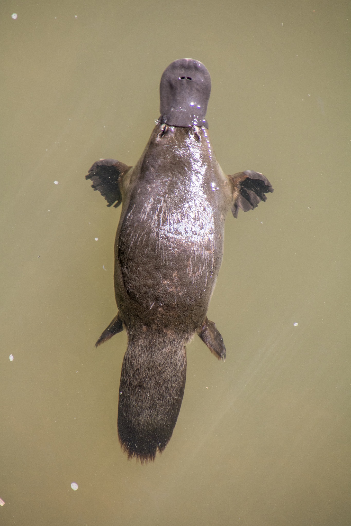 鸭嘴兽：进化奇迹，濒危物种