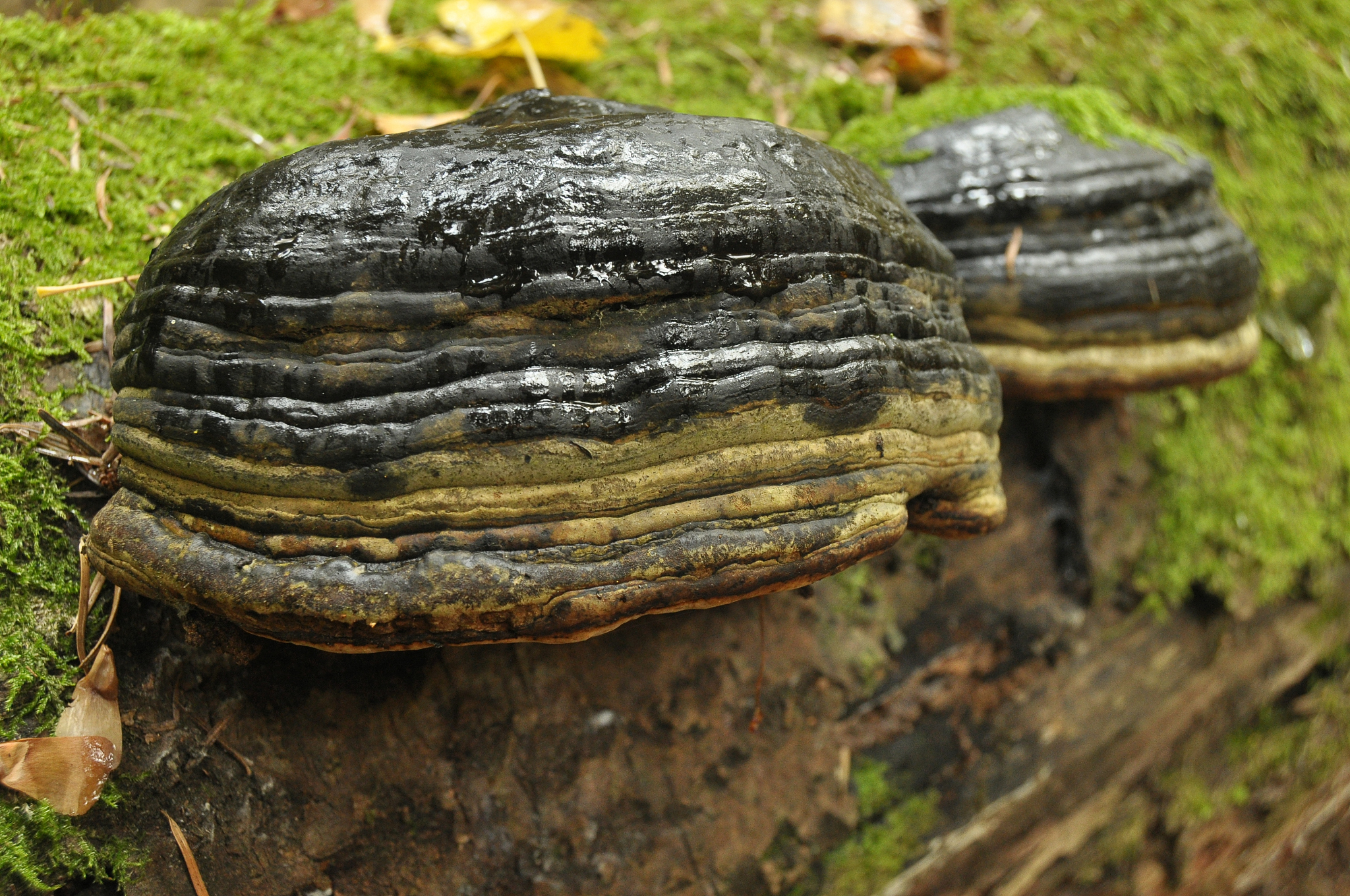 ConnectionError: Couldn't reach 'glue' on the Hub - Troubleshooting Guide