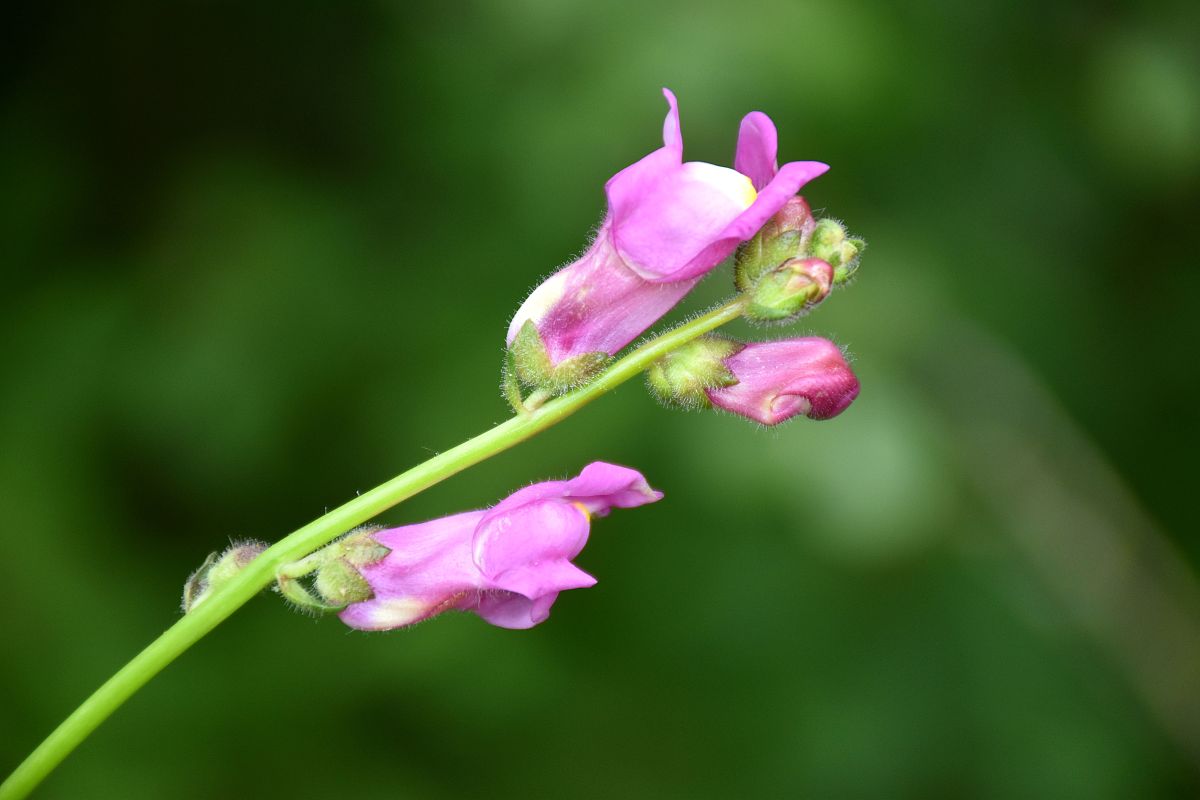 西安交通大学医学院附设卫生学校2022年招生简章