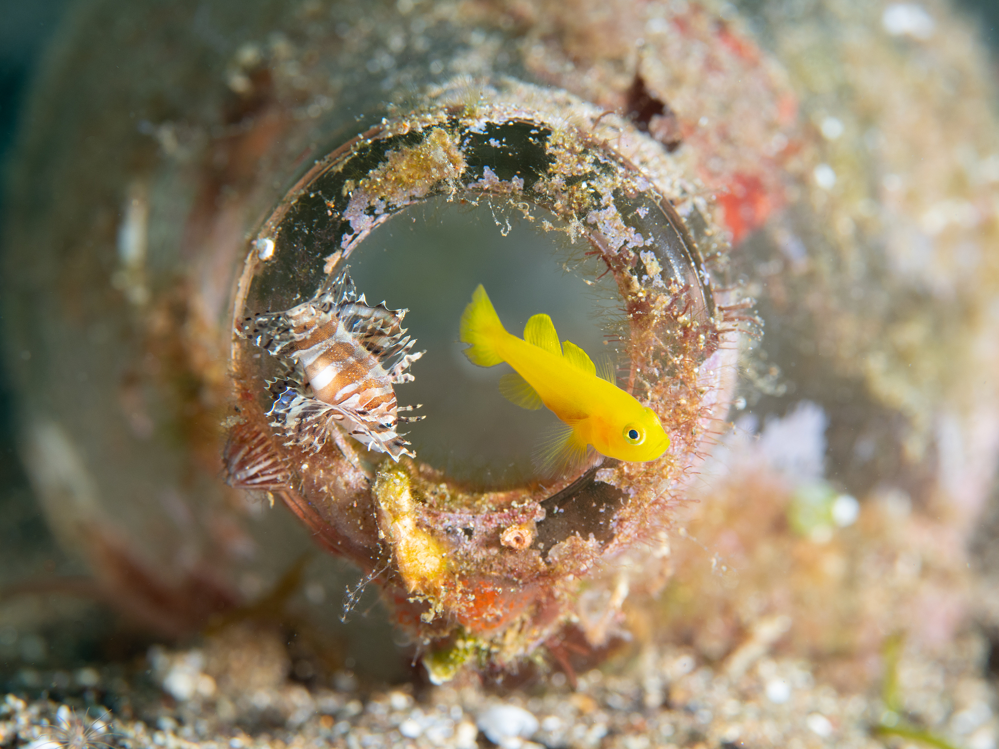 幼儿园开学通知：9月1日开学，安全防疫措施细则