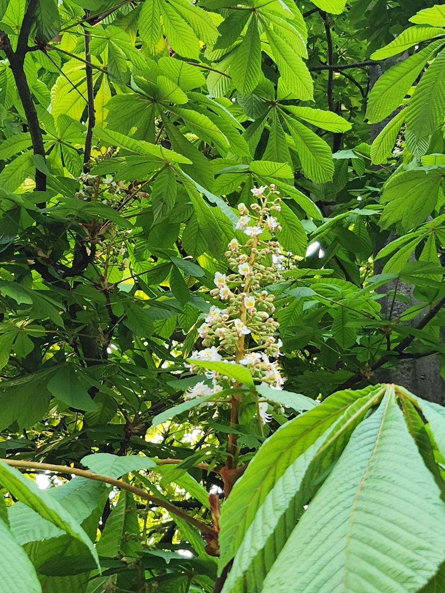 楸树是植物界著名的"活化石",历史上溯至地质年代四纪冰川前的始新世