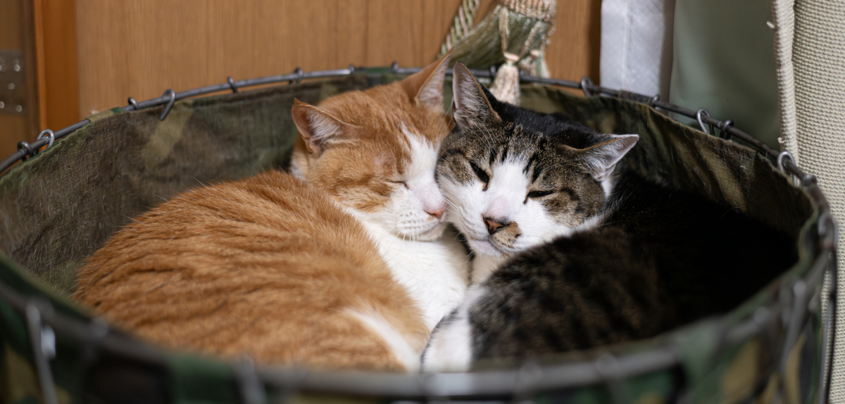 猫咪的幸福生活，主人能感受到几种表现？