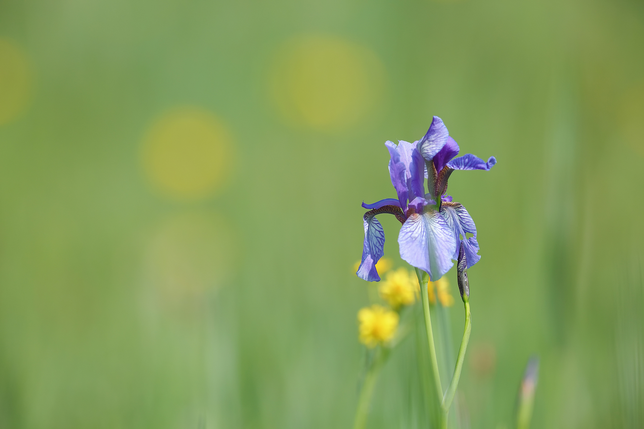 植物的作文300字植物是地球上最重要的生命形式之一它们提供了我们所需要的氧气和食物。植物是生态系统的基础它们通过光合作用将太阳能转化为有机物质为其他生物提供能量。同时植物还具有许多其他的重要功能。首先植物可以净化空气和水。通过吸收空气中的二氧化碳和释放氧气植物可以减少空气中的有害物质。此外植物根部可以吸收水中的污染物质从而净化水源。其次植物可以保护土壤和防止水土流失。植物的根系可以固定土壤防