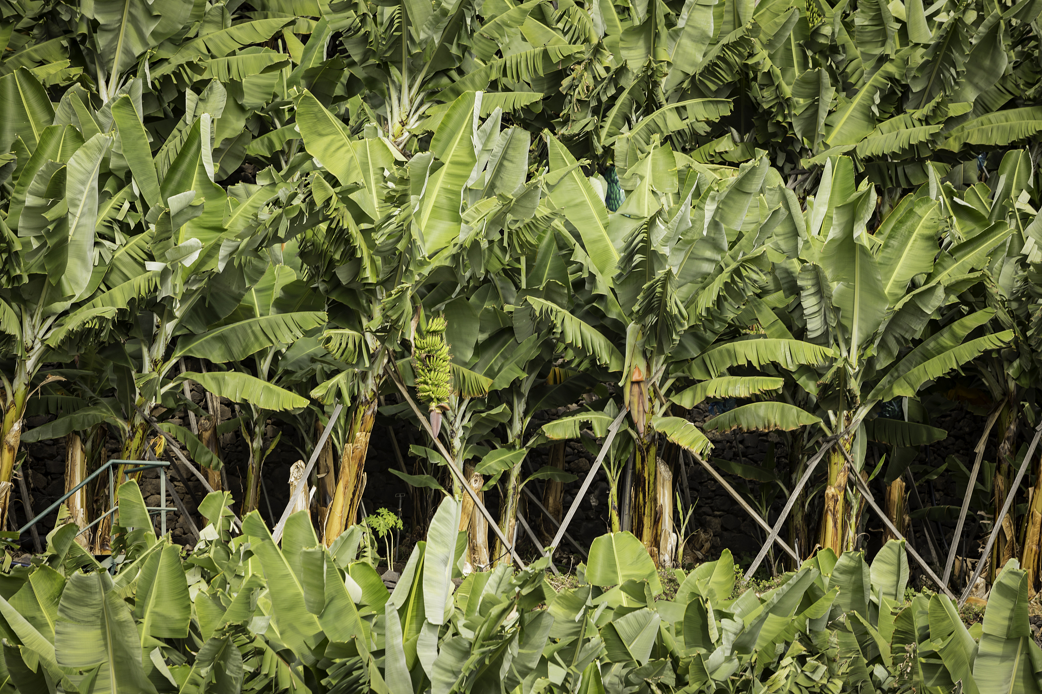 bananas agricultural plantation