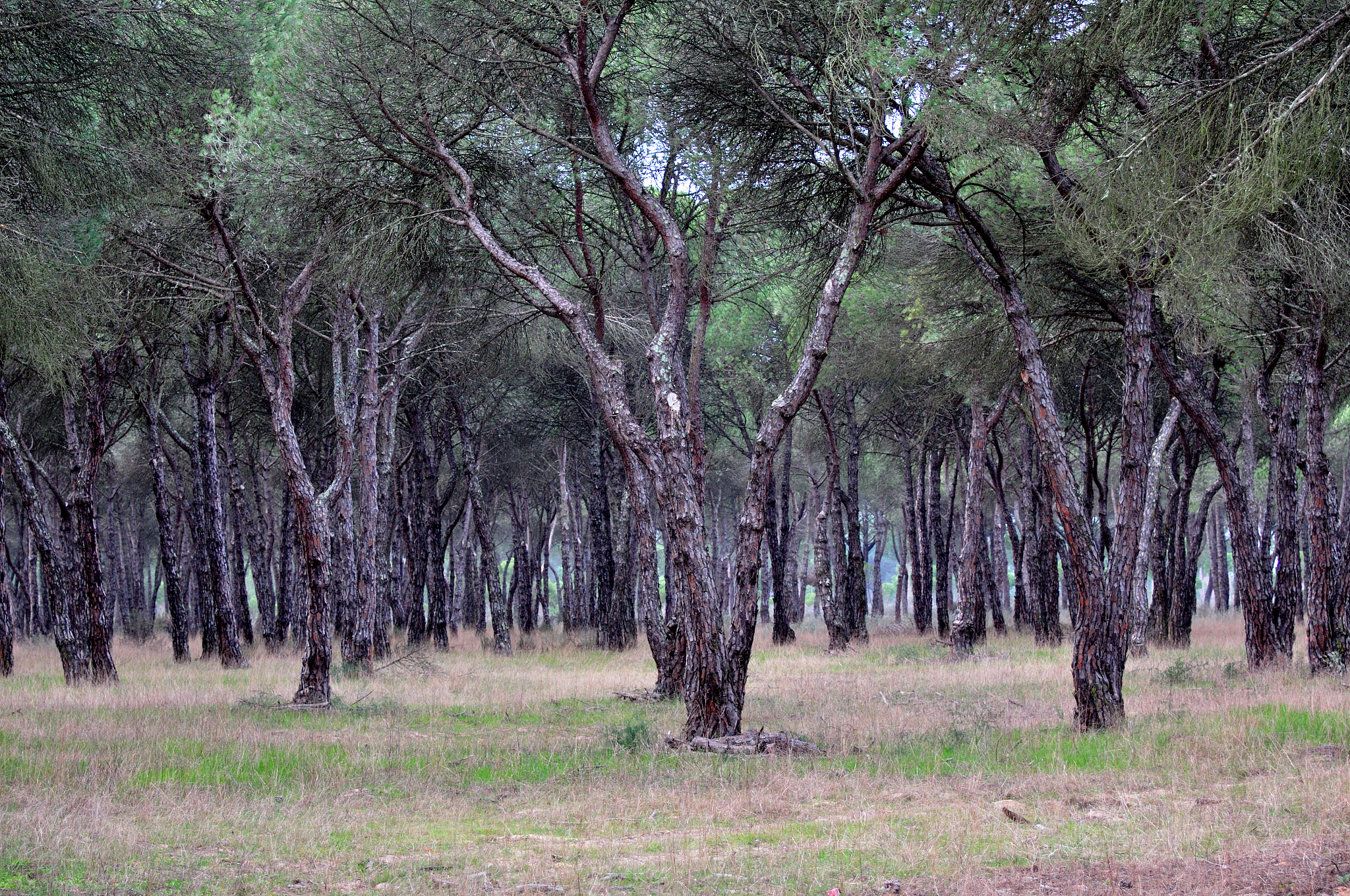 pine tree forest. doana national park