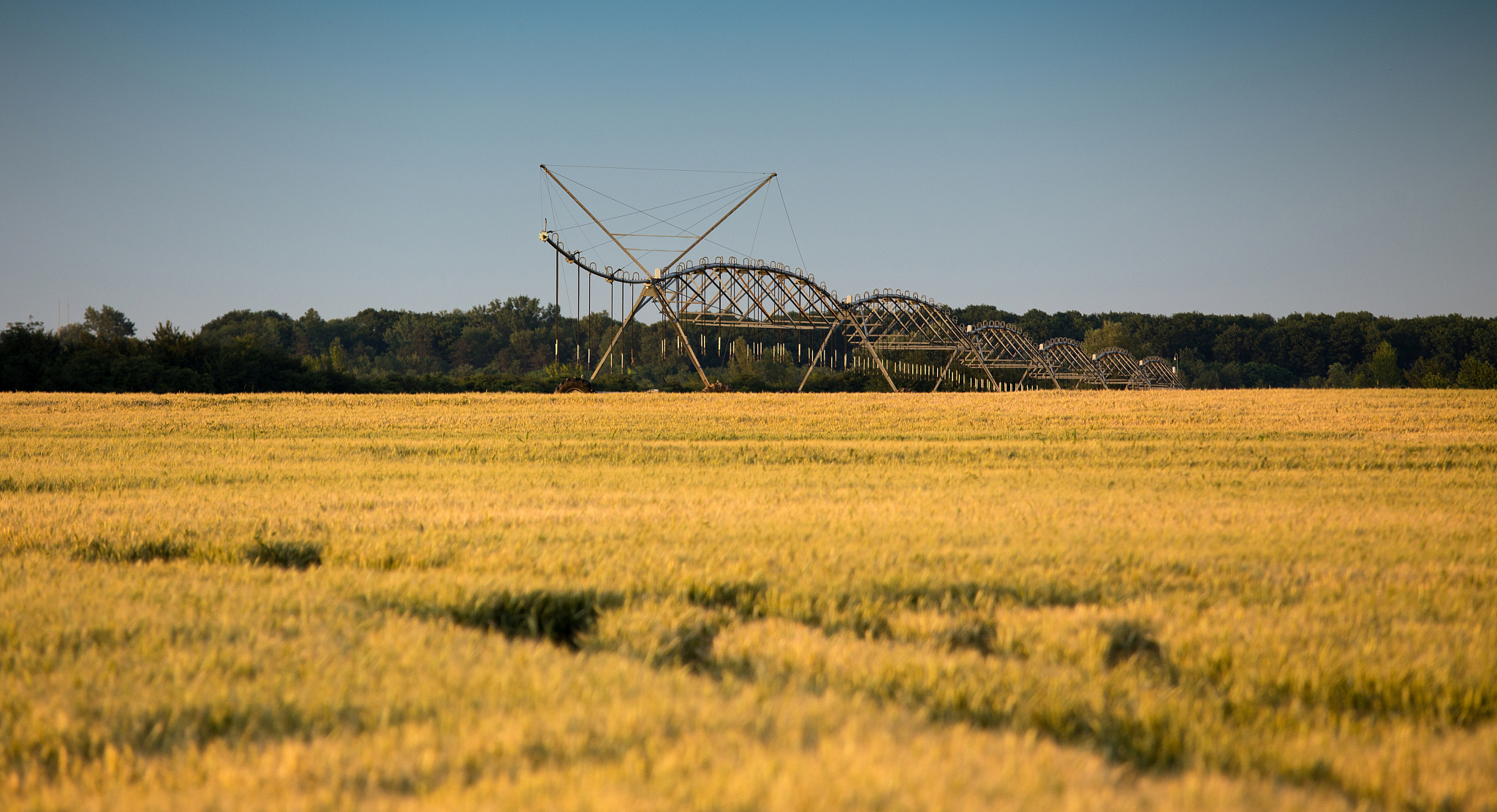 冬小麦灌溉制度优化：作物生长模拟模型的应用
