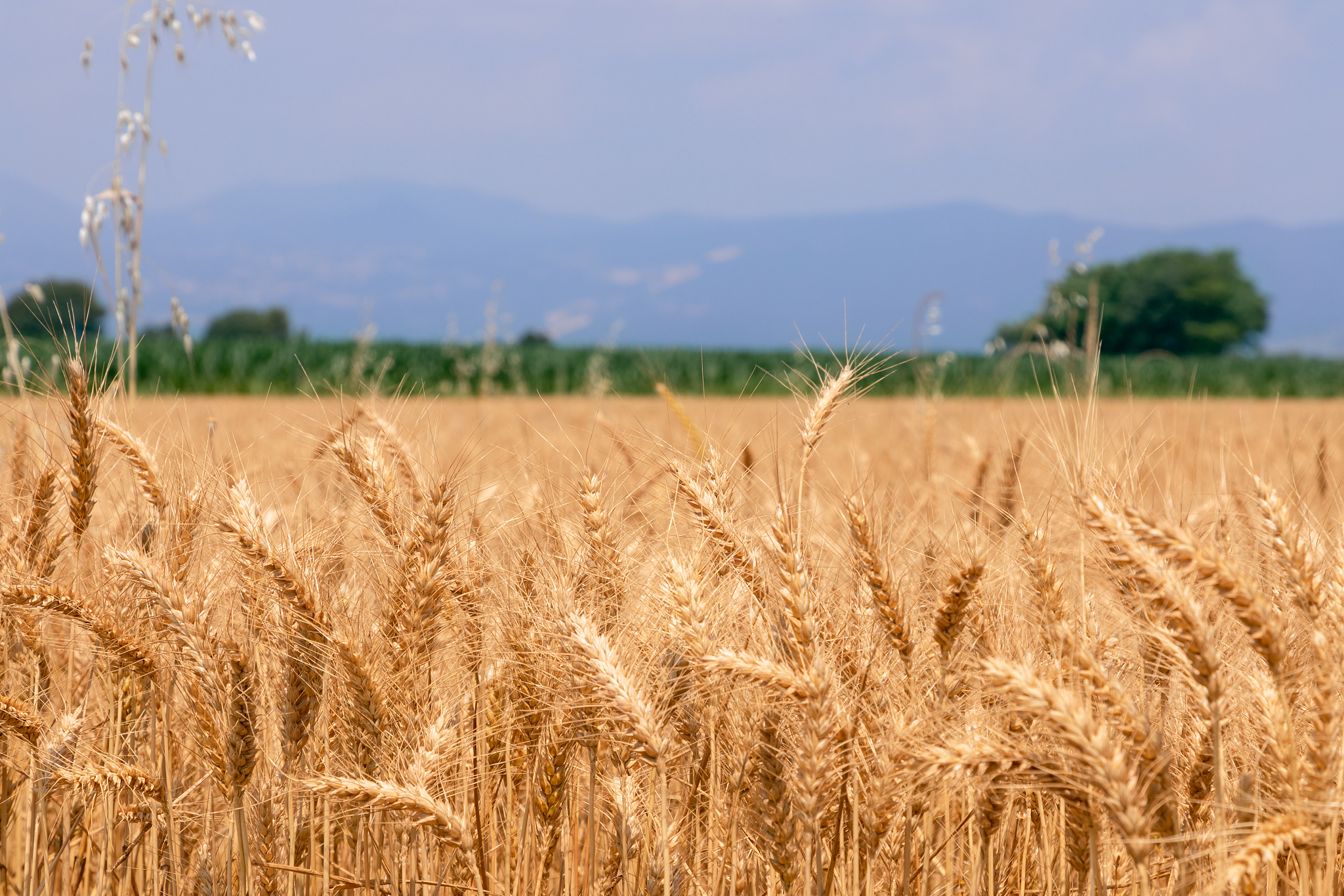 安徽省农业广播电视学校2023年招生专业-怎么样