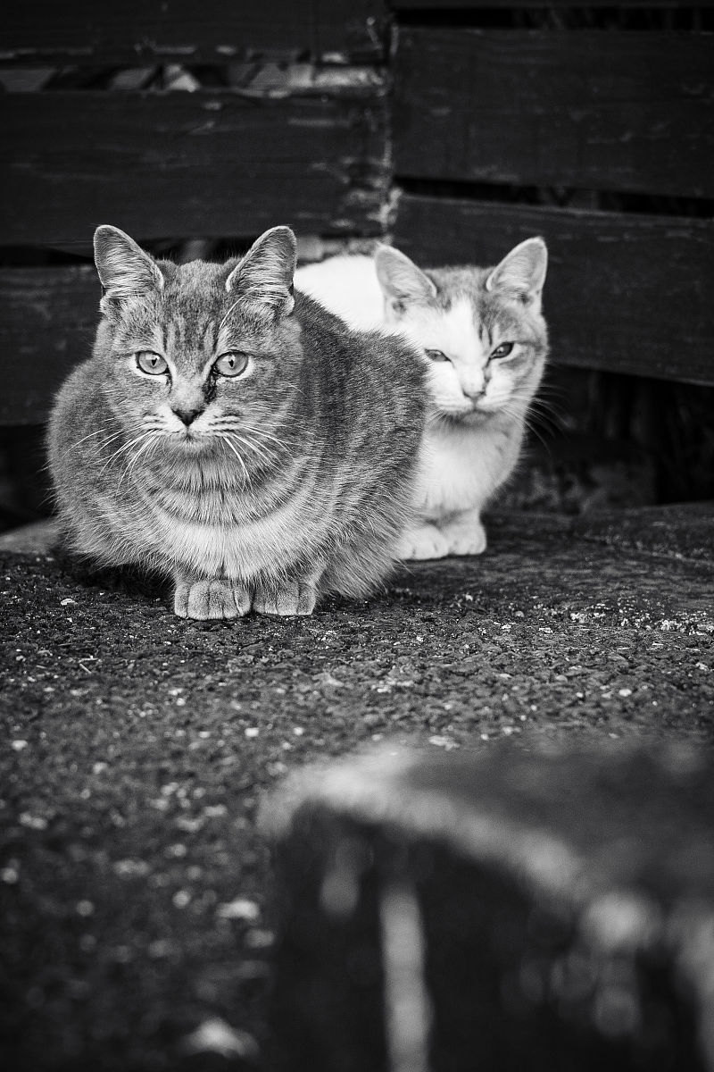 猫咪诗句：关于猫的优美句子