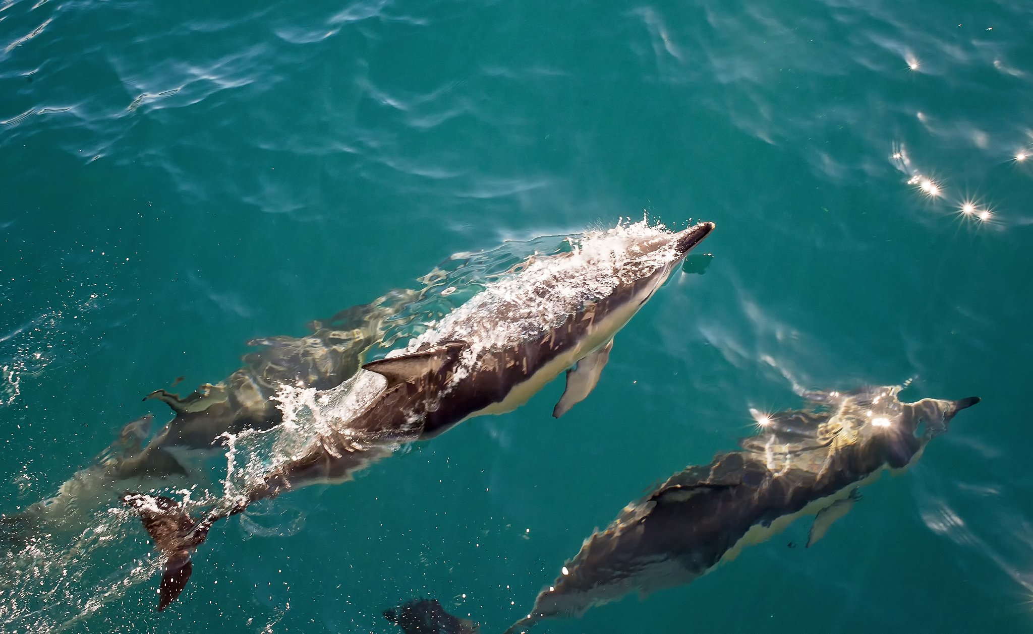 Seal Tagging: Tracking Movements and Behavior for Conservation