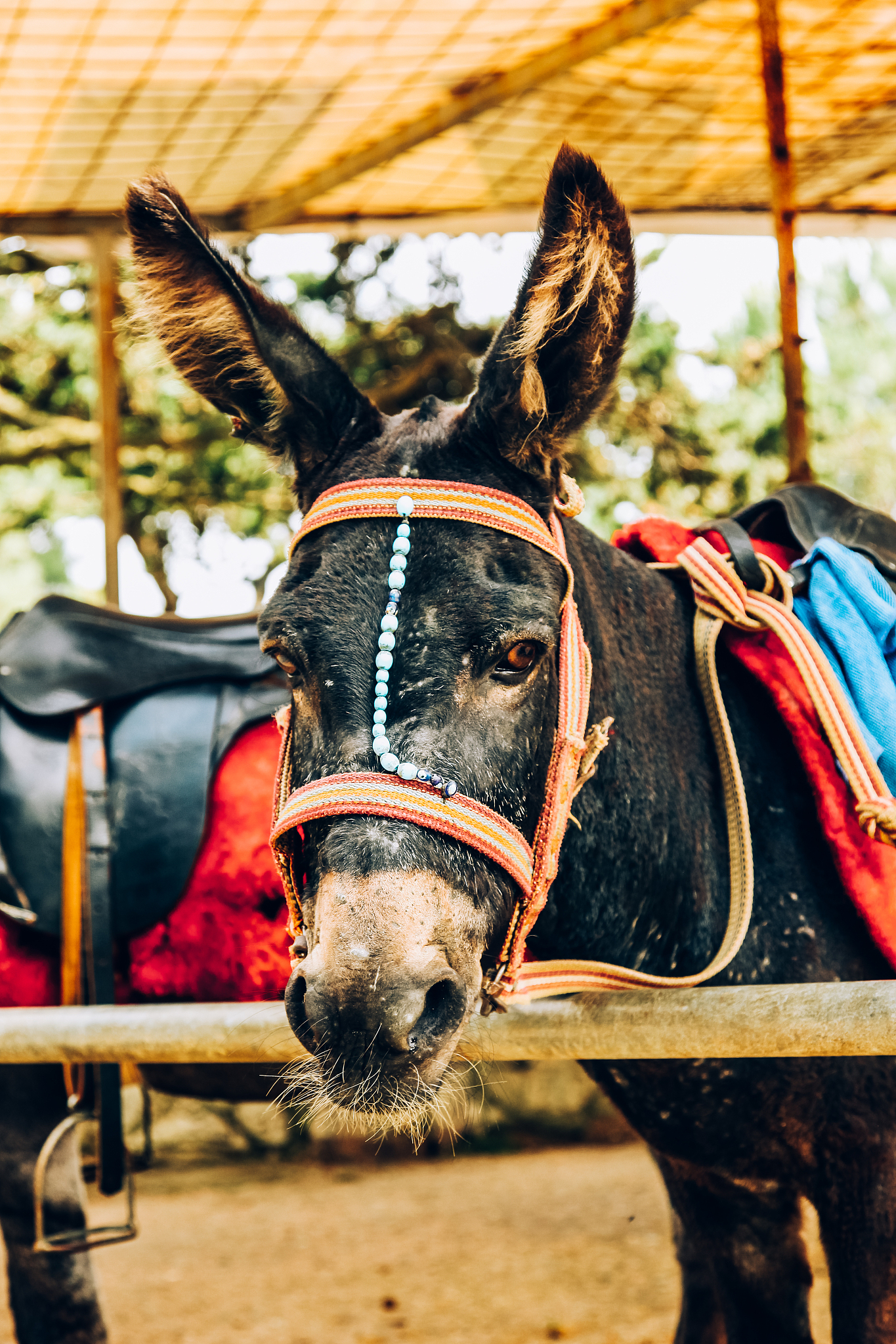 working donkey