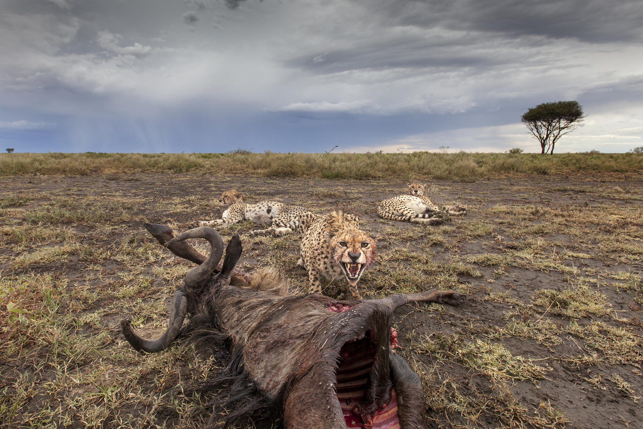 21世纪濒危动物保护：挑战与机遇