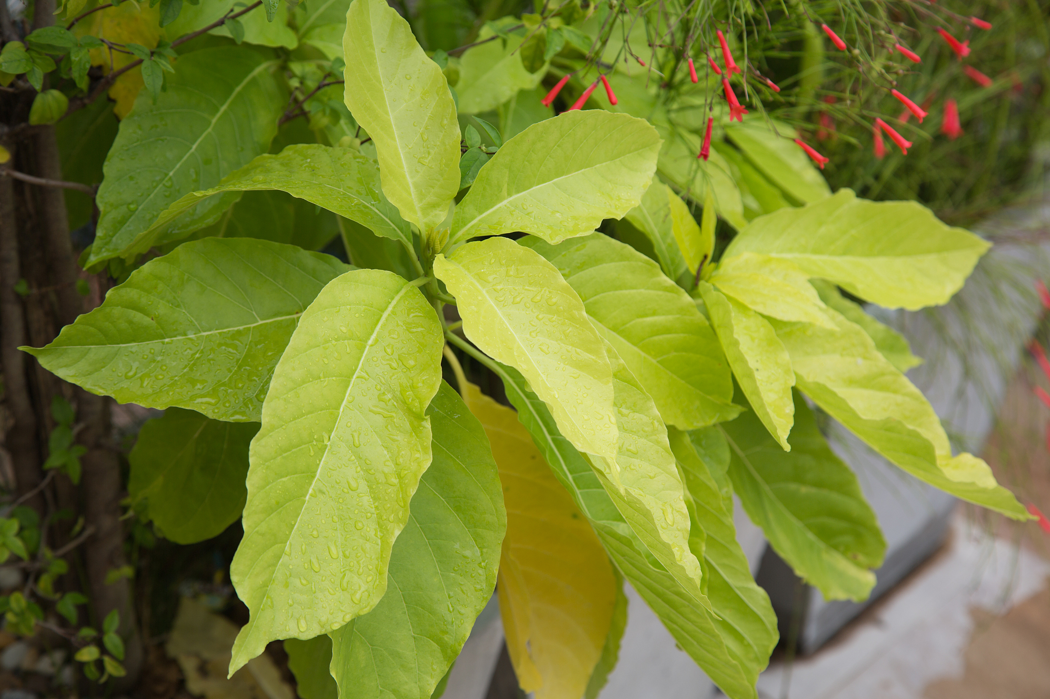 green leaf