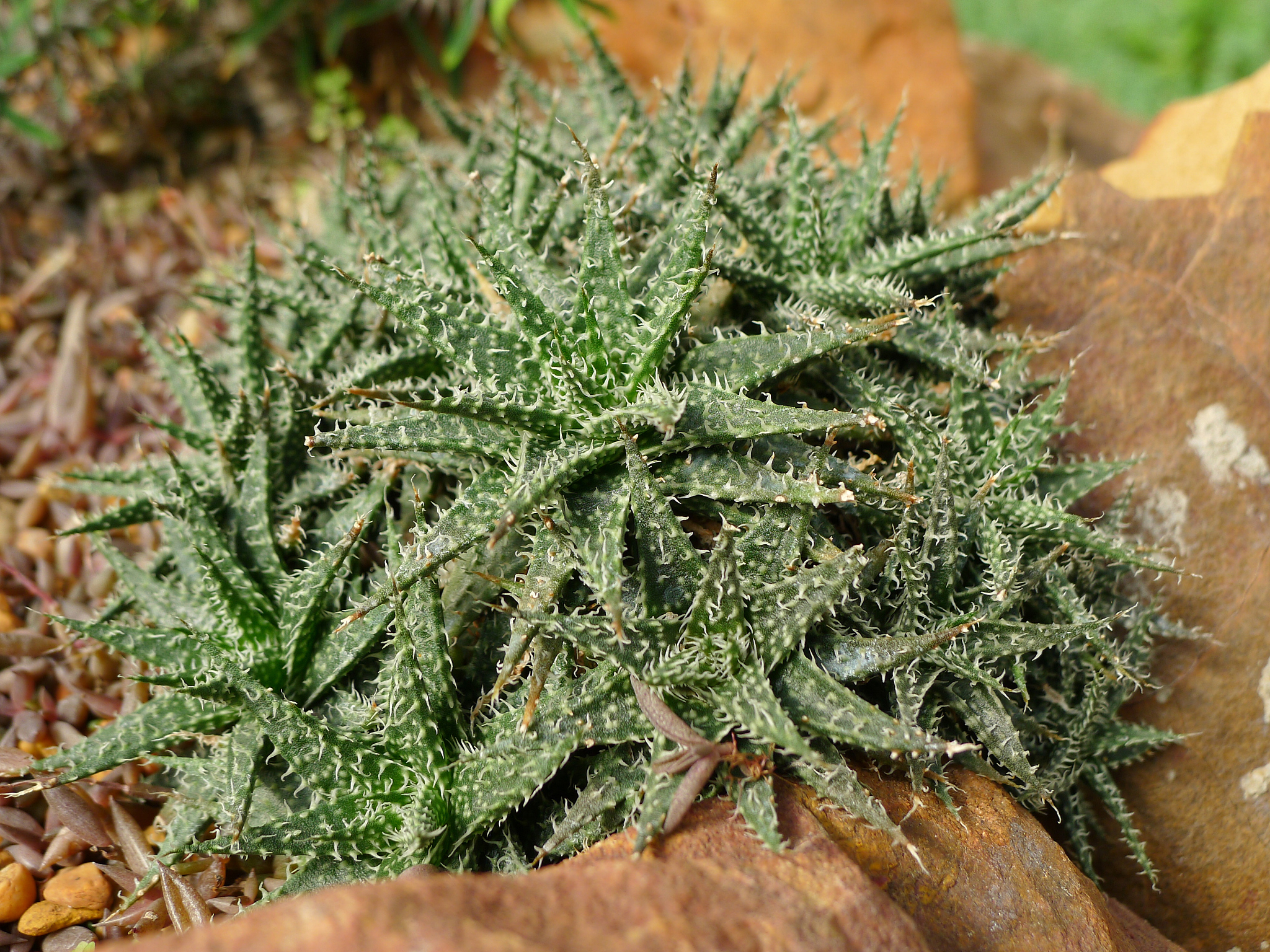 植物生物学研究范围：从细胞到生态系统