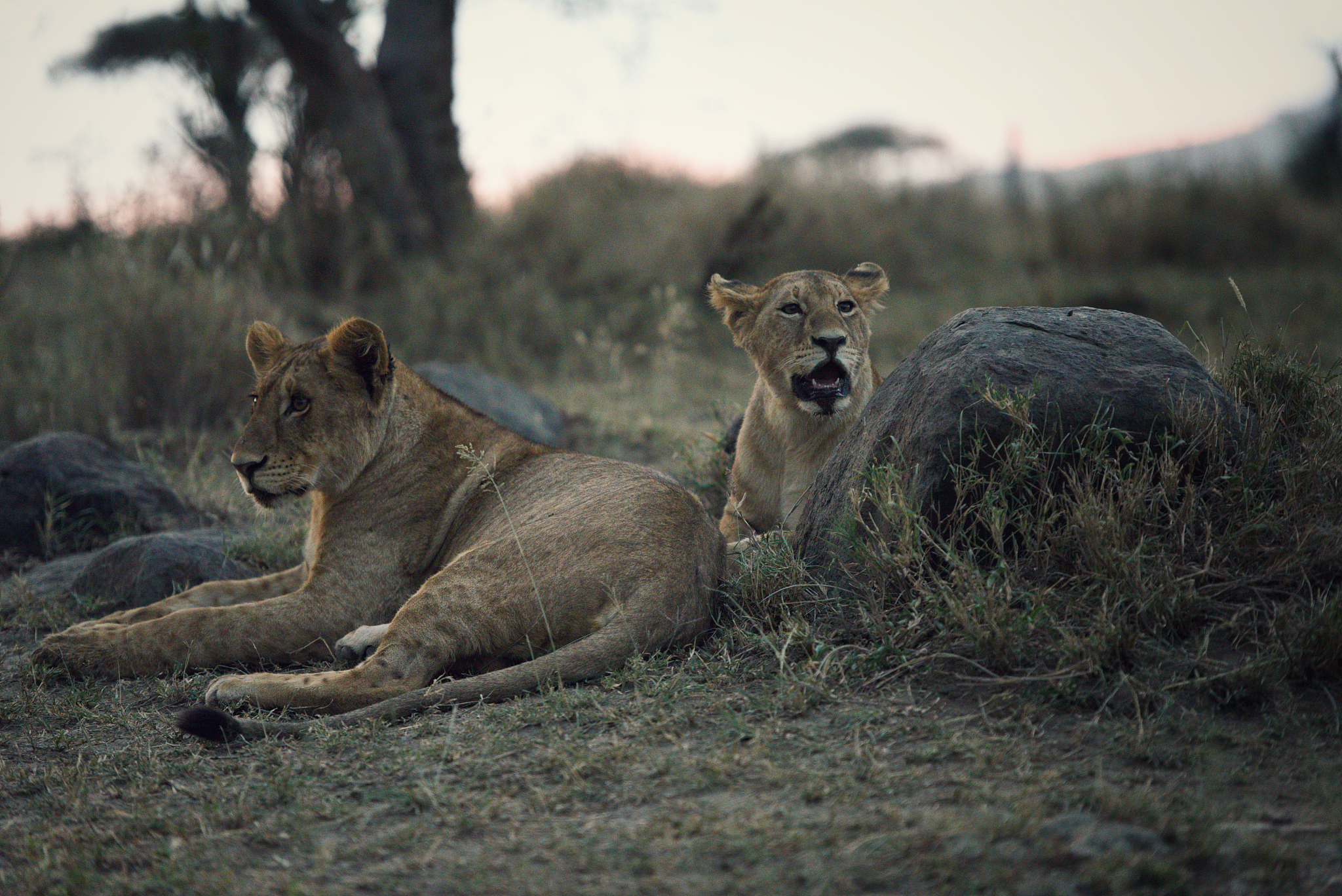 herd of lions prepared to hunt at dusk in the serengeti