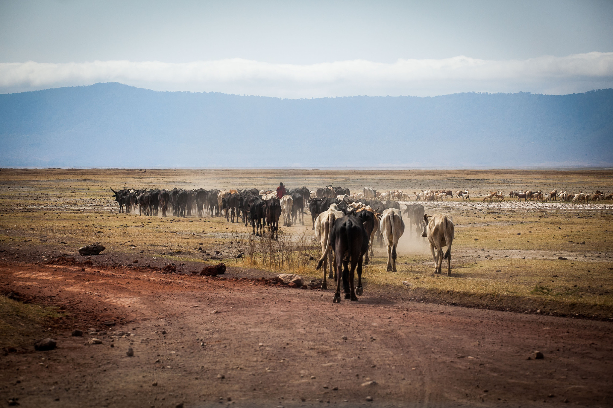 herd of cows