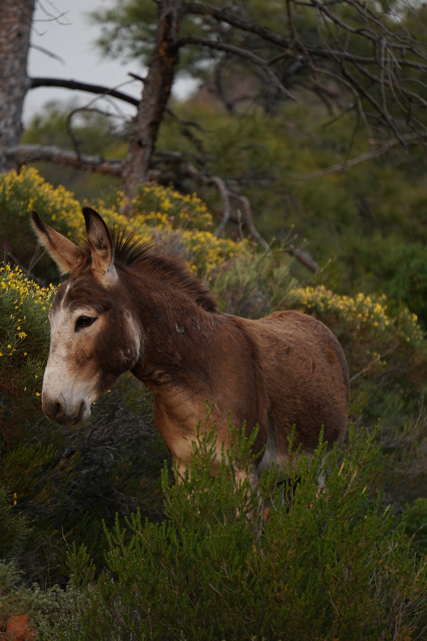 donkey