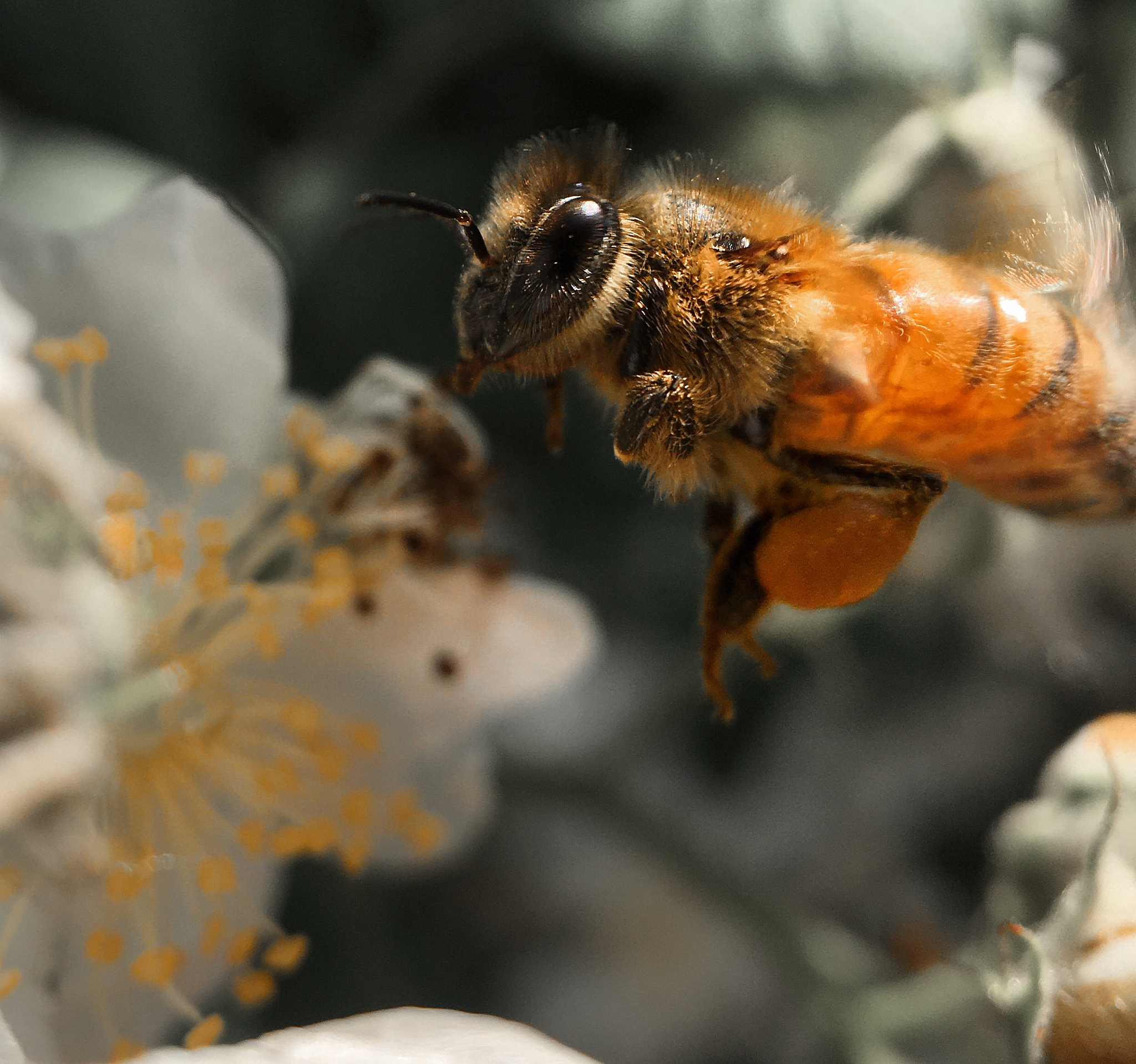 蜜蜂消失，世界将会怎样？探索传粉危机背后的生态影响