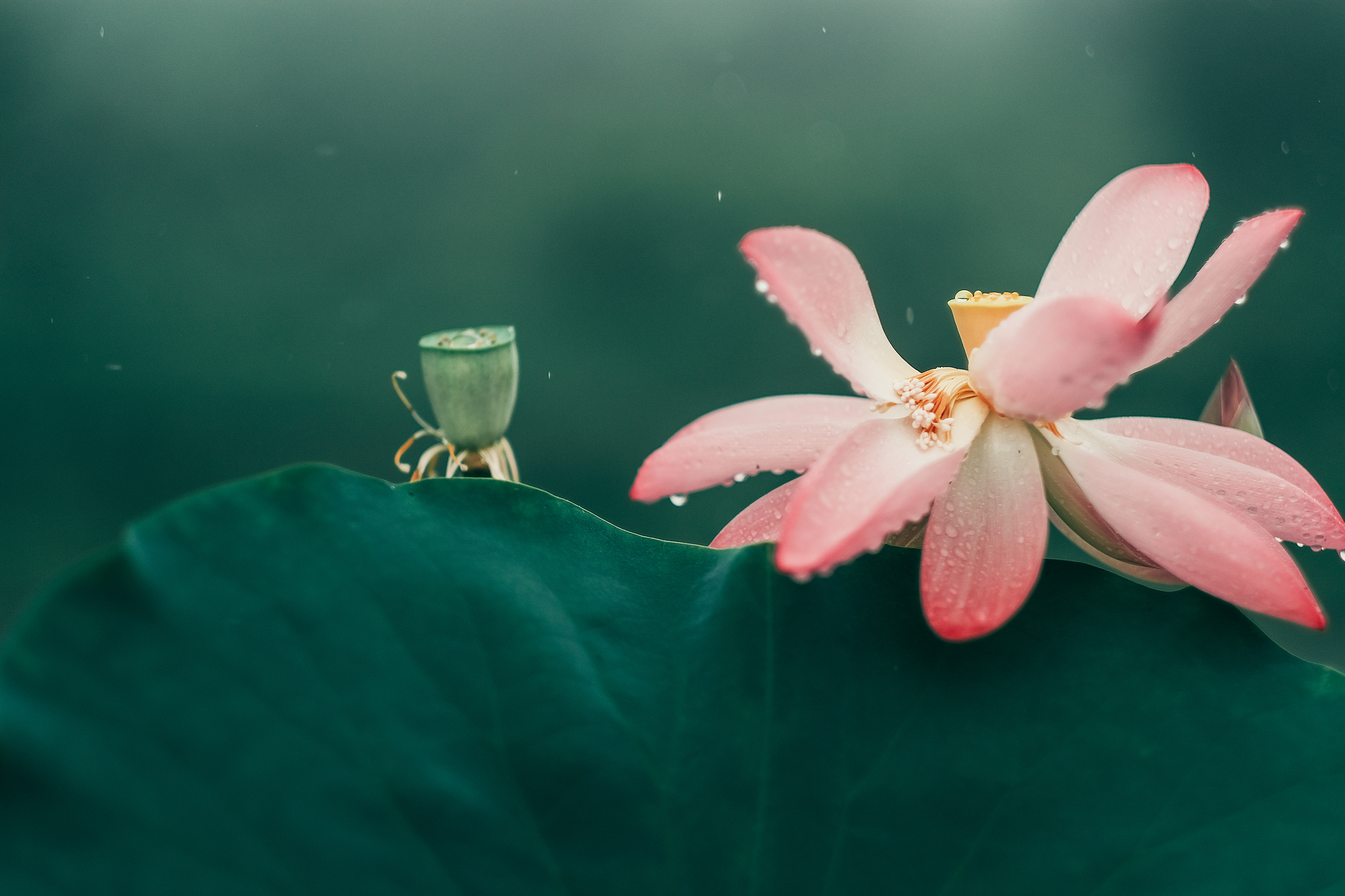 心不死则道不生如果一位女子处事淡然眸中满是故事眉眼间却写着风调雨顺这样的女子并非不知愁苦而是大风大浪早已闯过哪怕有人朝她扔泥巴她亦可拾起泥巴种荷花下雨就接水出太阳就晒衣服万物不为她所有却万物皆为她所用曾经打不垮她的种种反而成就了今日这般淡然平和的她感情婚姻