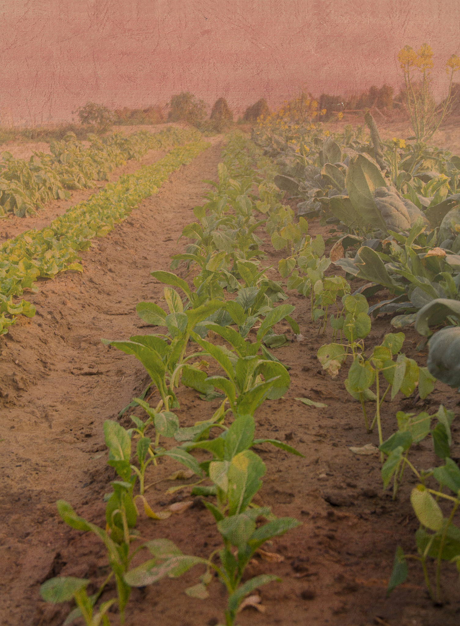 烤烟地黄牛忘么防治帮我用200字详细描述