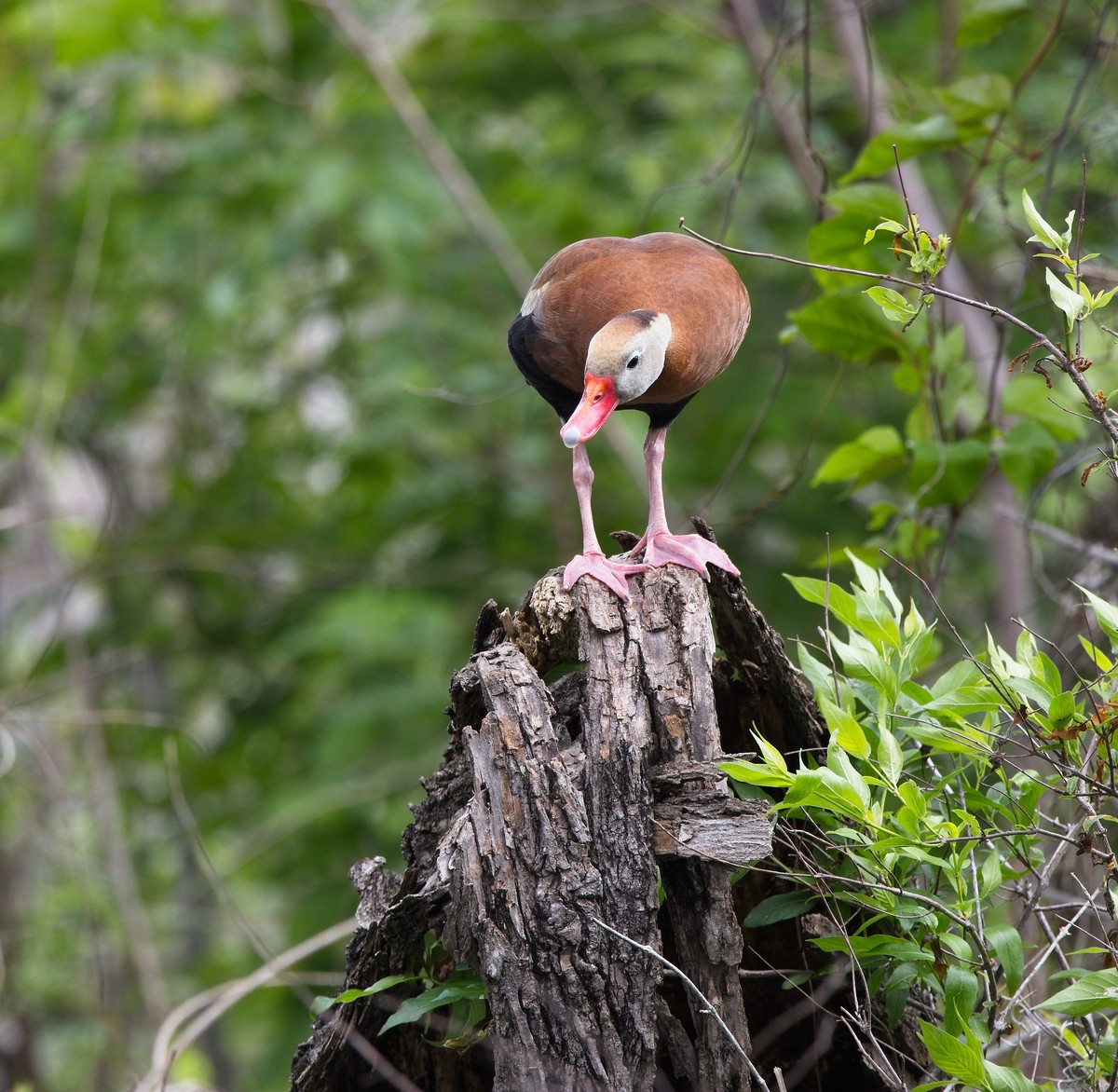 小鸟的幸福：关于鸟类快乐的思考