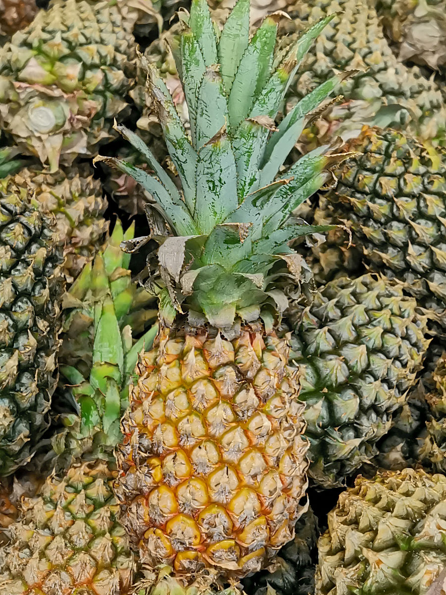 香甜多汁的诱惑：探索菠萝的营养价值与美味奥秘