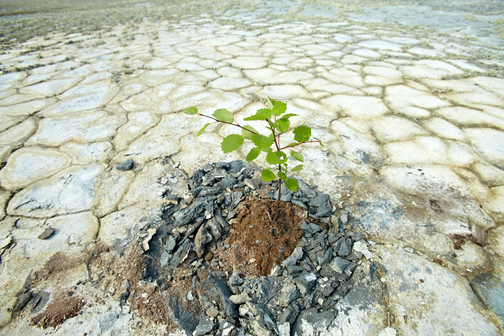 土壤重金属污染：危害、防治与管理